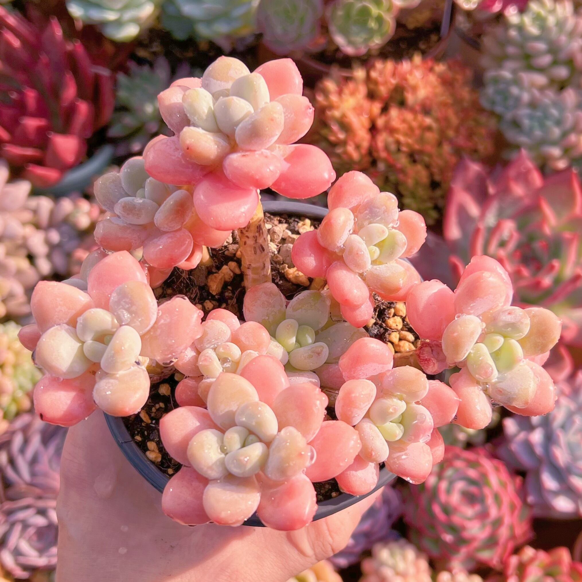 現品　マカロン#206　大群生　新入荷