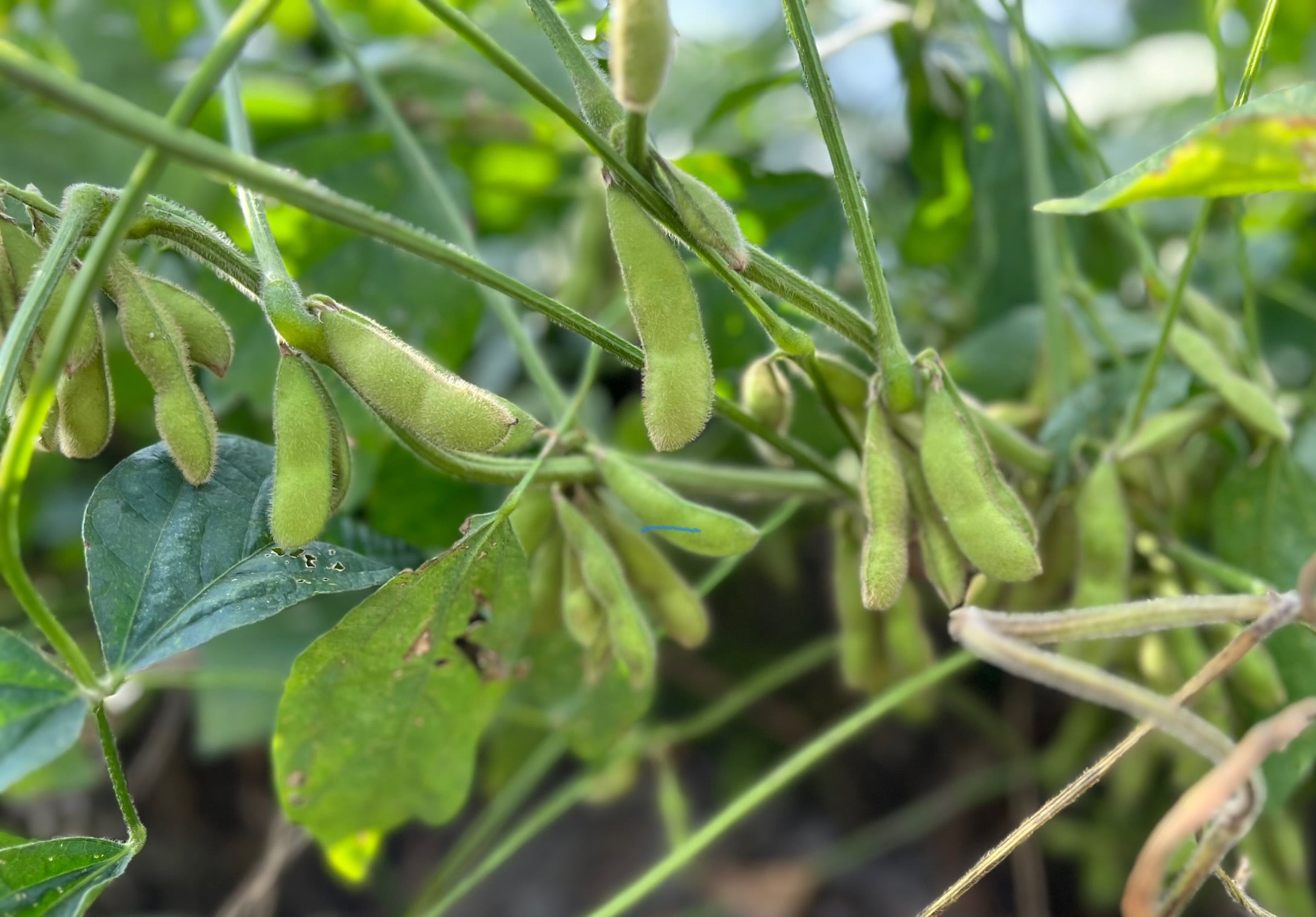 全国豆腐品評会・全国大会受賞セット