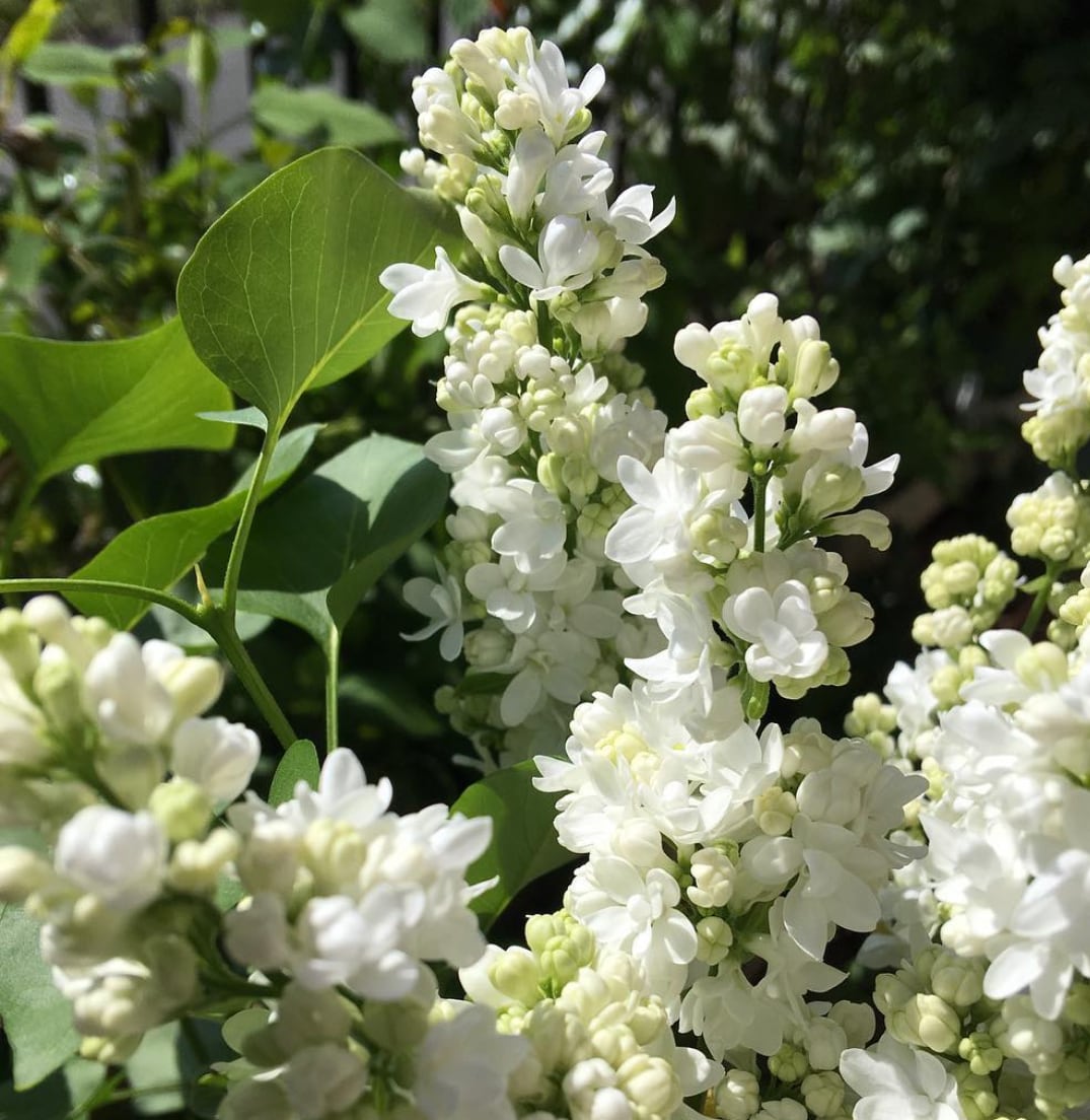 ケイパレス 1.8〜2.0m | 庭木のある暮らし