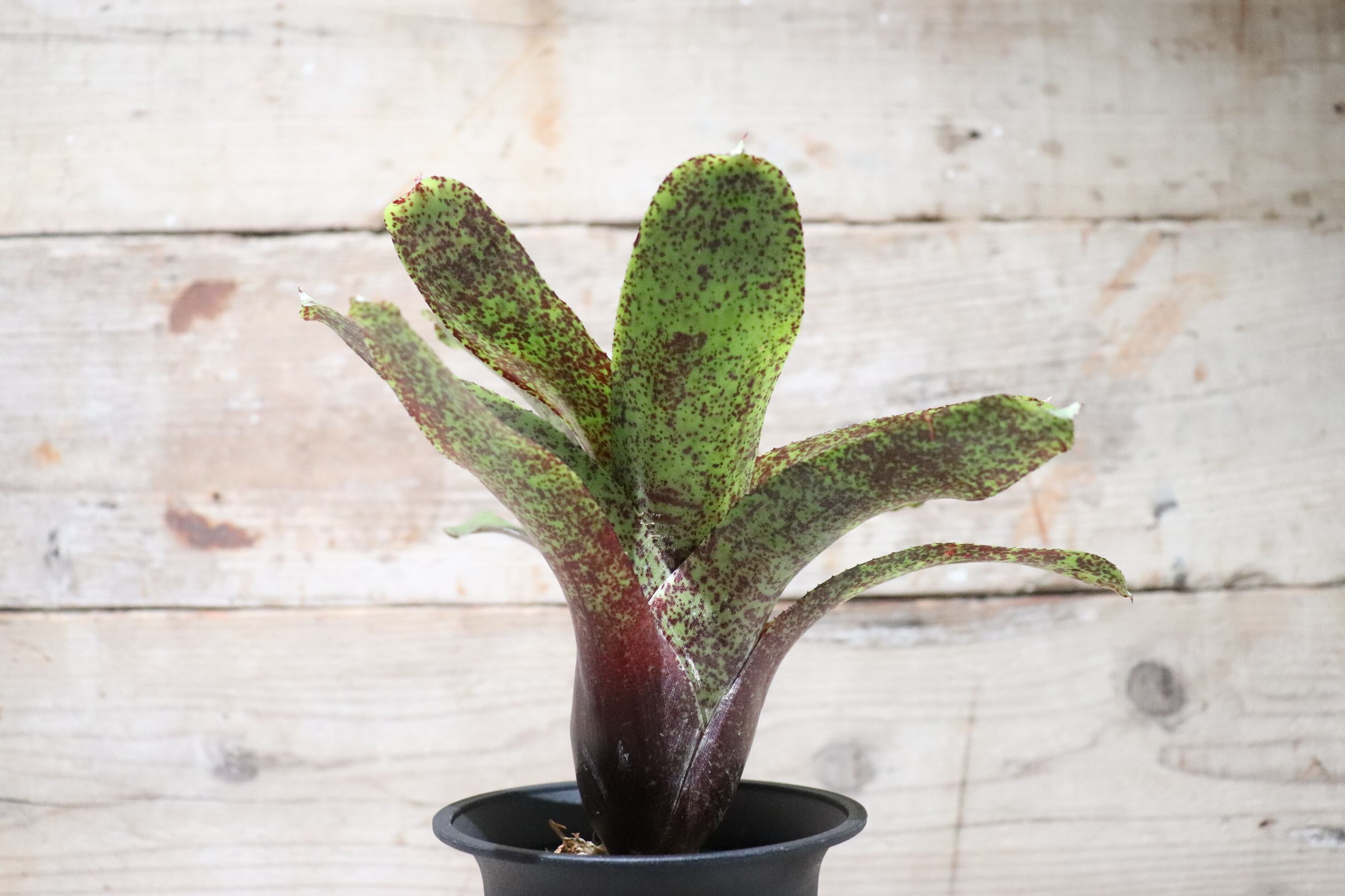 送料無料】Neoregelia 'P.H.I.T.S.' TF2929 (Chester Skotak