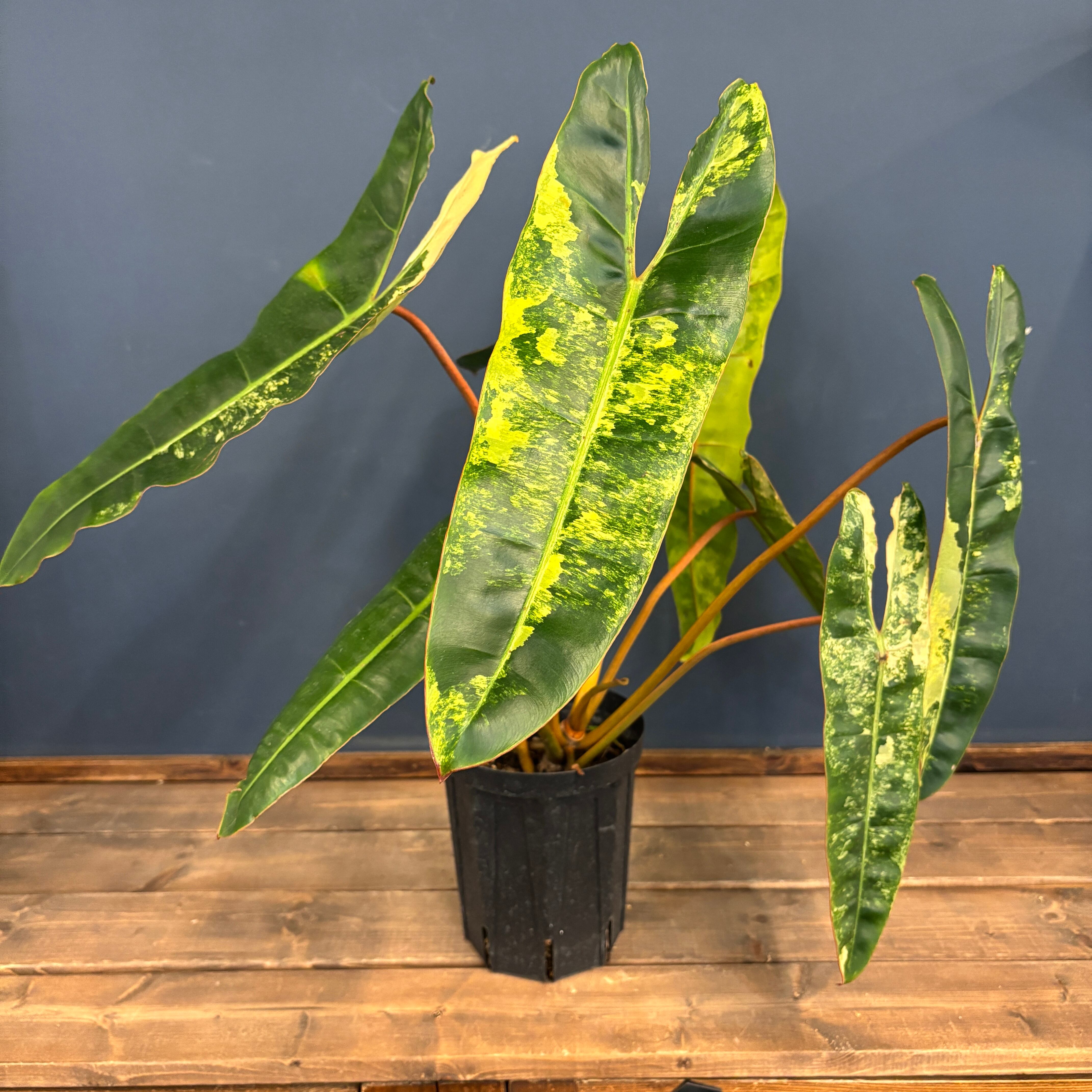 53 フィロデンドロン　ビレッタエ　ビレッティア　斑入り　メリクロン苗　美斑 コレクション】フィロデンドロン・ビレッティア 斑入り 親株サイズ