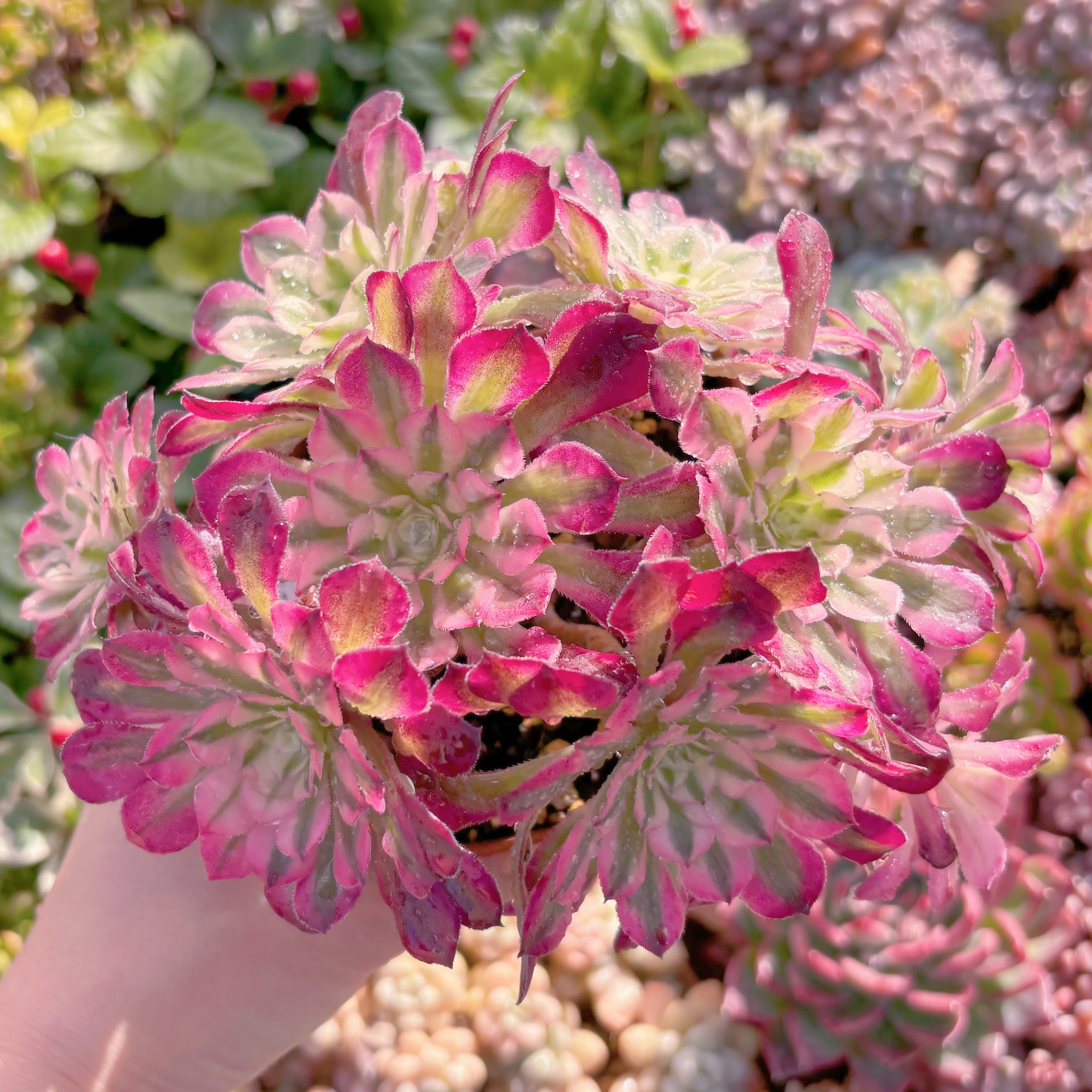 現品　ブラックチェリー#036   るる農園