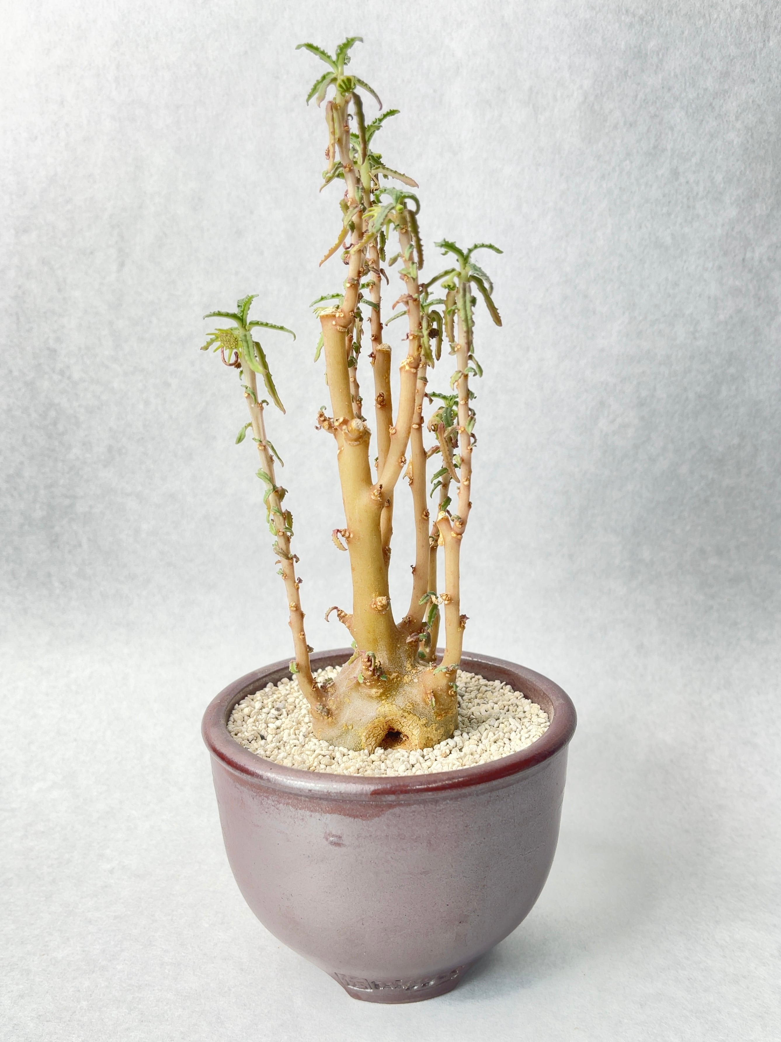 エピテランサ・かぐや姫 | trigger