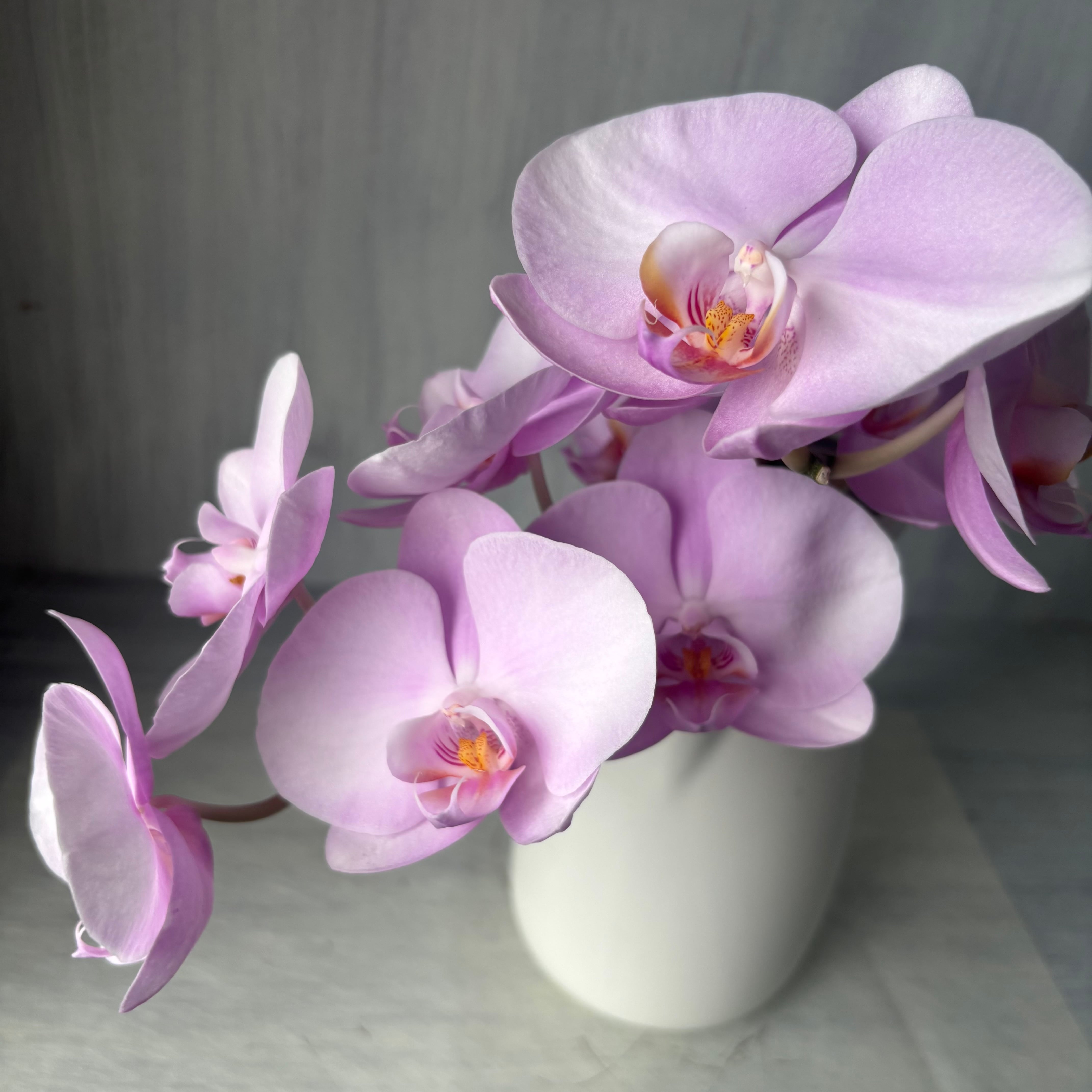 胡蝶蘭のお宝商品 即出荷】 ミディファレ ピンク系 5本 | 新鮮お花問屋
