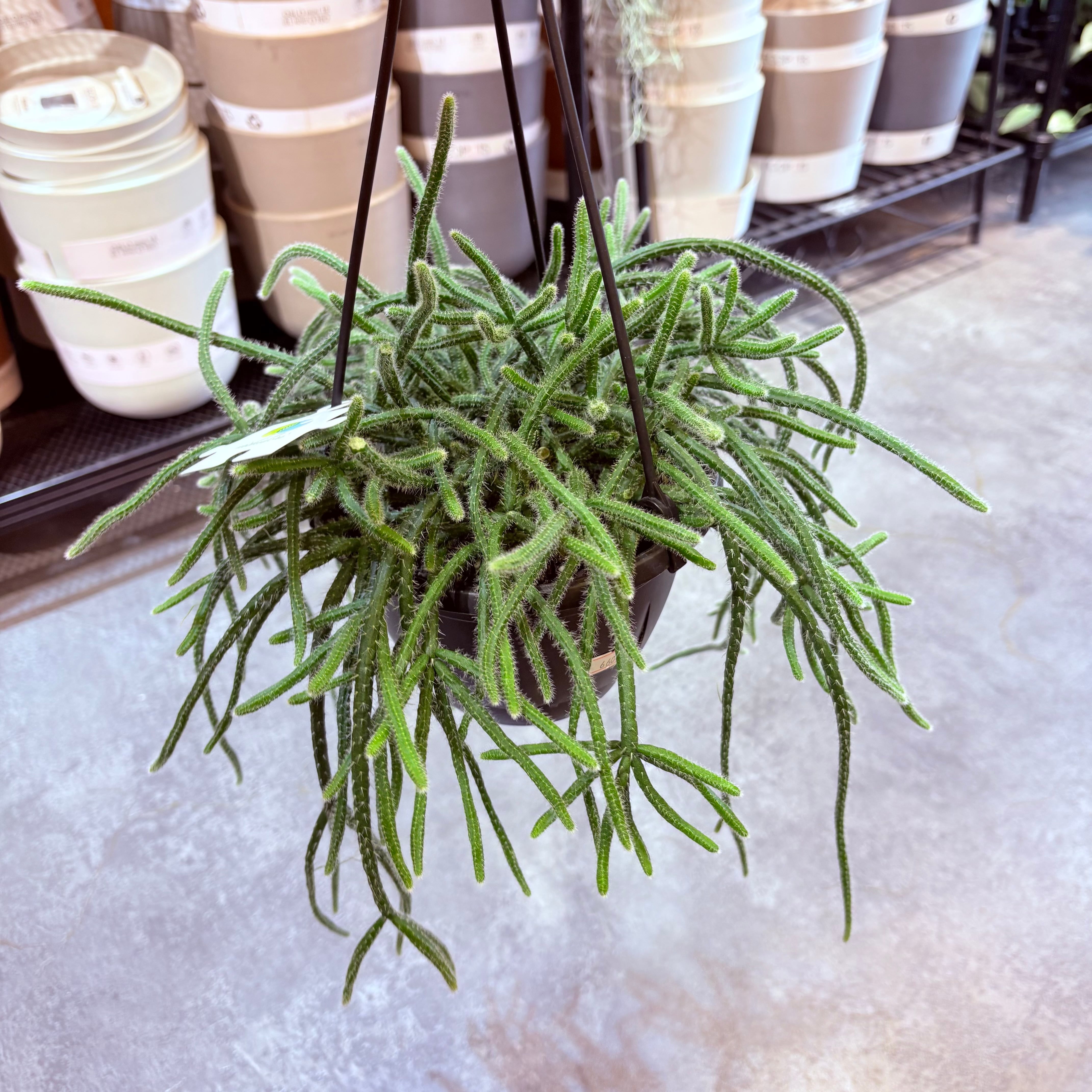 リプサリス ホリダ 5号 | Green Vibes 宇都宮市の観葉植物専門店