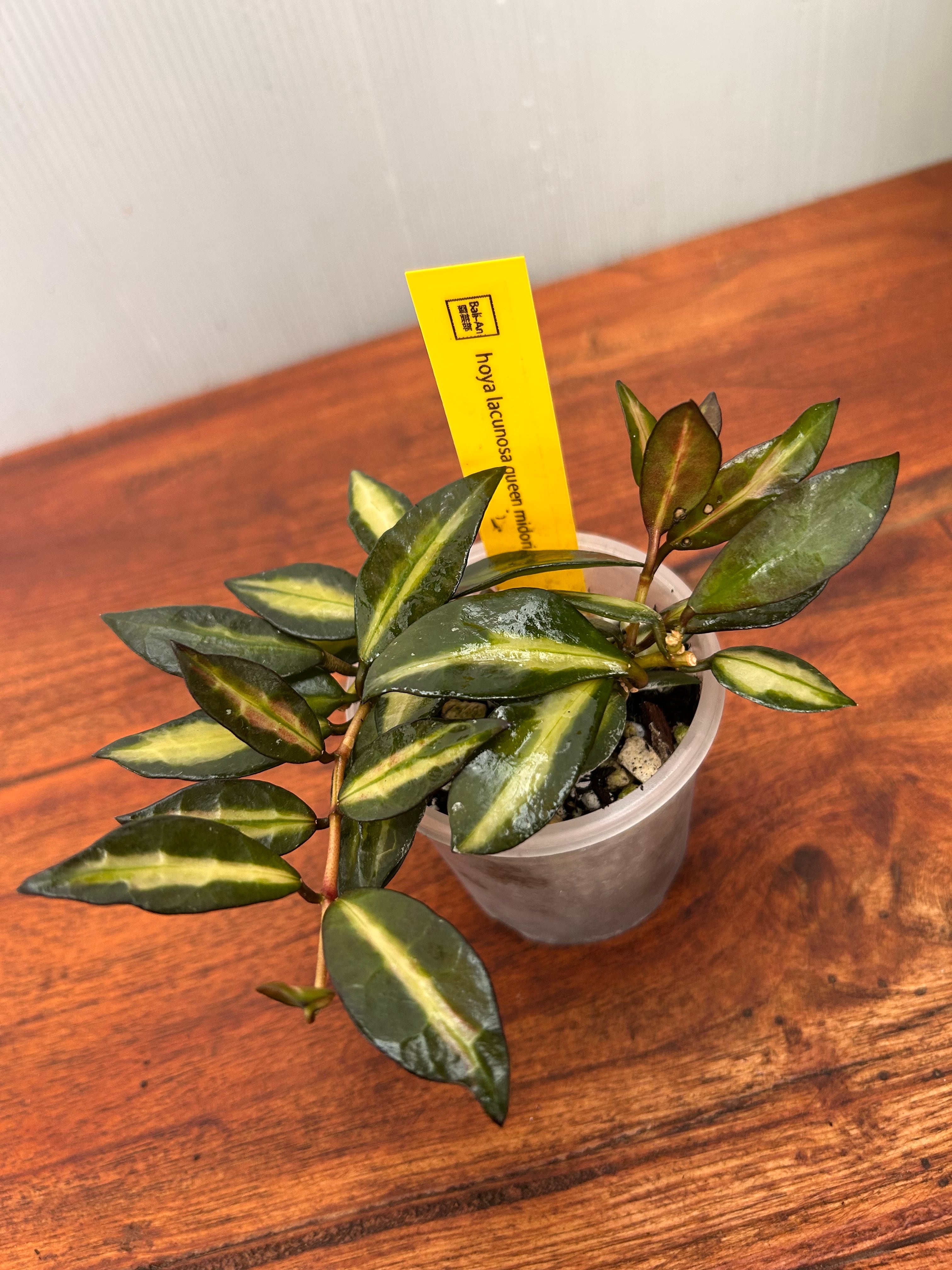 Hoya | BALI-AN 園芸