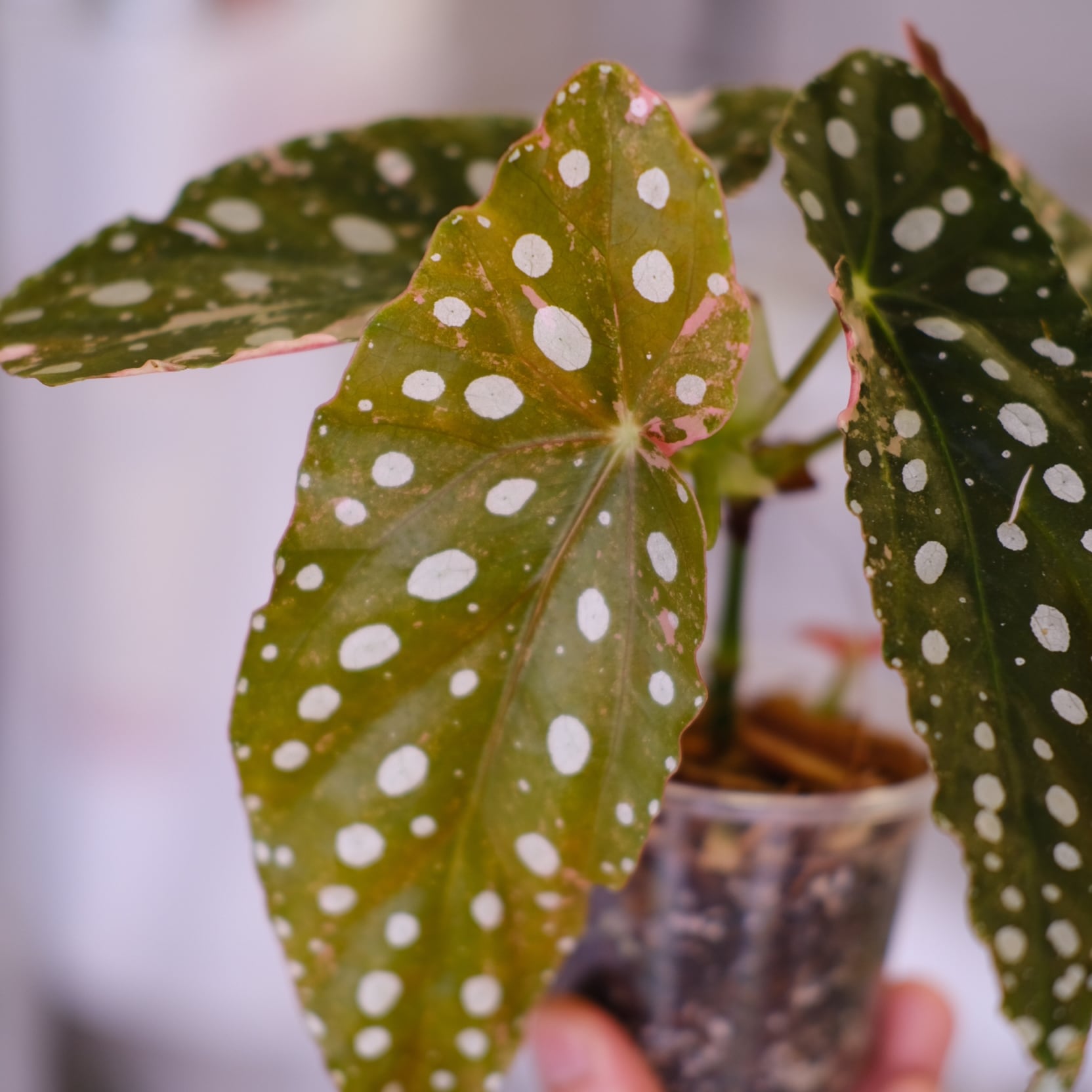 Begonia maculata 'Pink'｜ベゴニア マクラータ ピンク Begonia