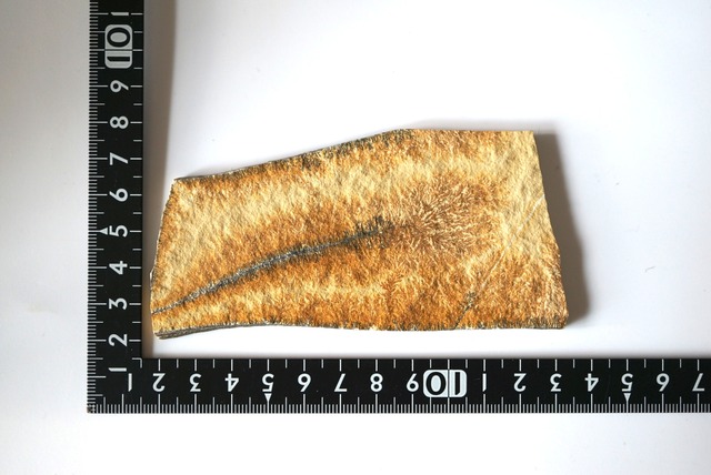 デンドライト 忍石 Dendritic limestone 1189