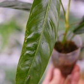 フィロデンドロン パトリシアエ / Philodendron patriciae / 観葉植物