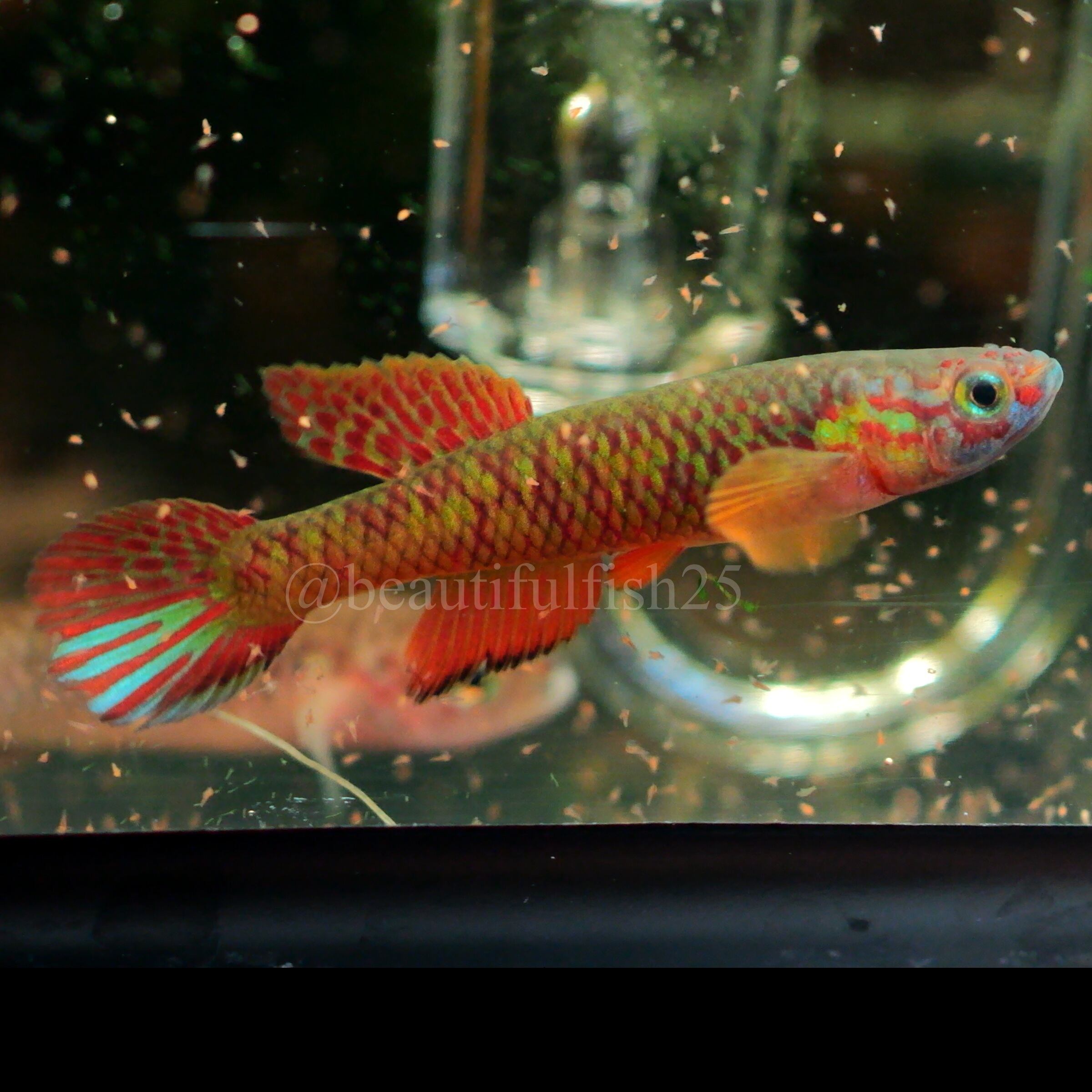 卵生メダカ Aphyosemion spec. aff. herzogi GEGVPO 2018/17 1ペア