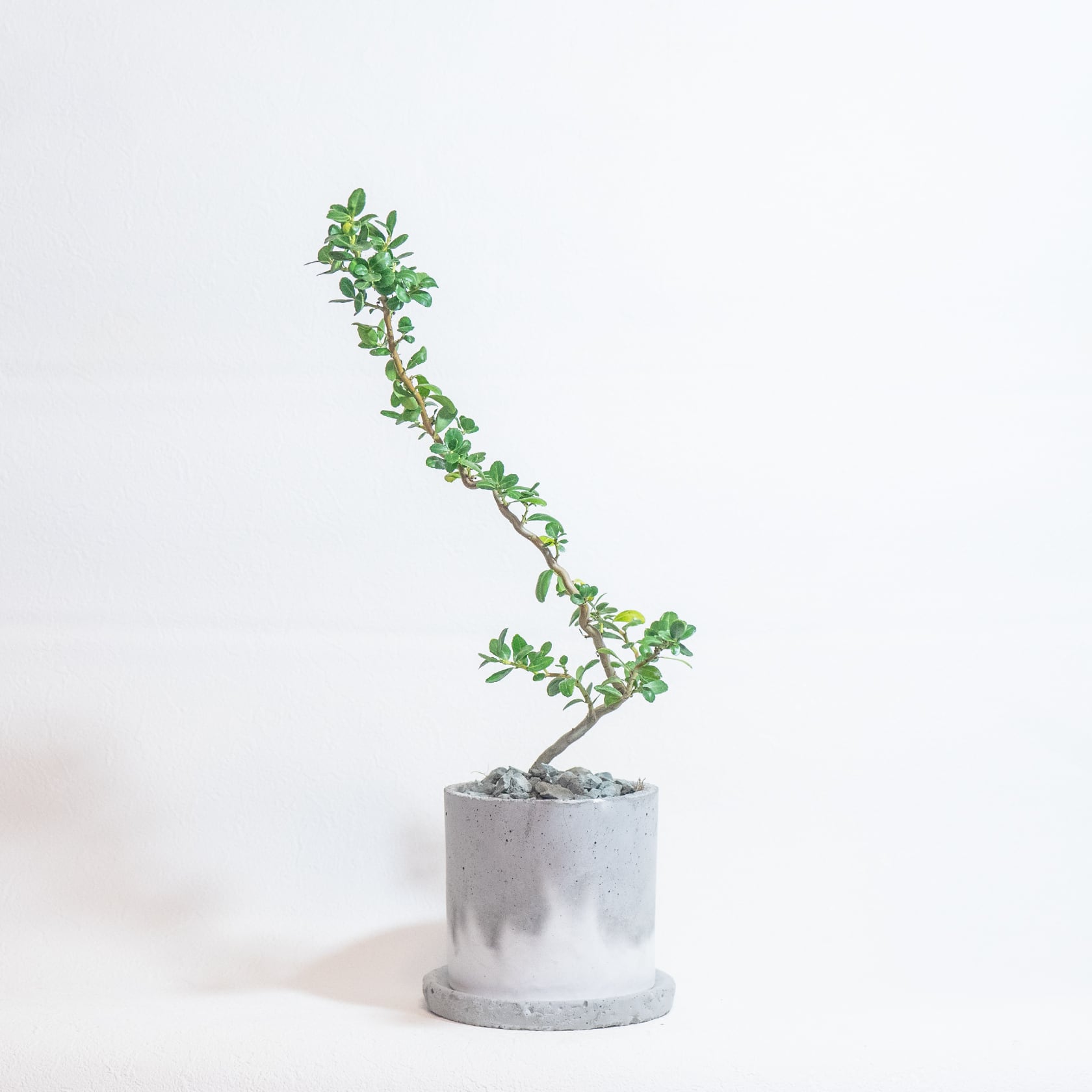 送料無料／≪ 観葉植物 ≫室内でも育てられるスパイラルドラゴンの