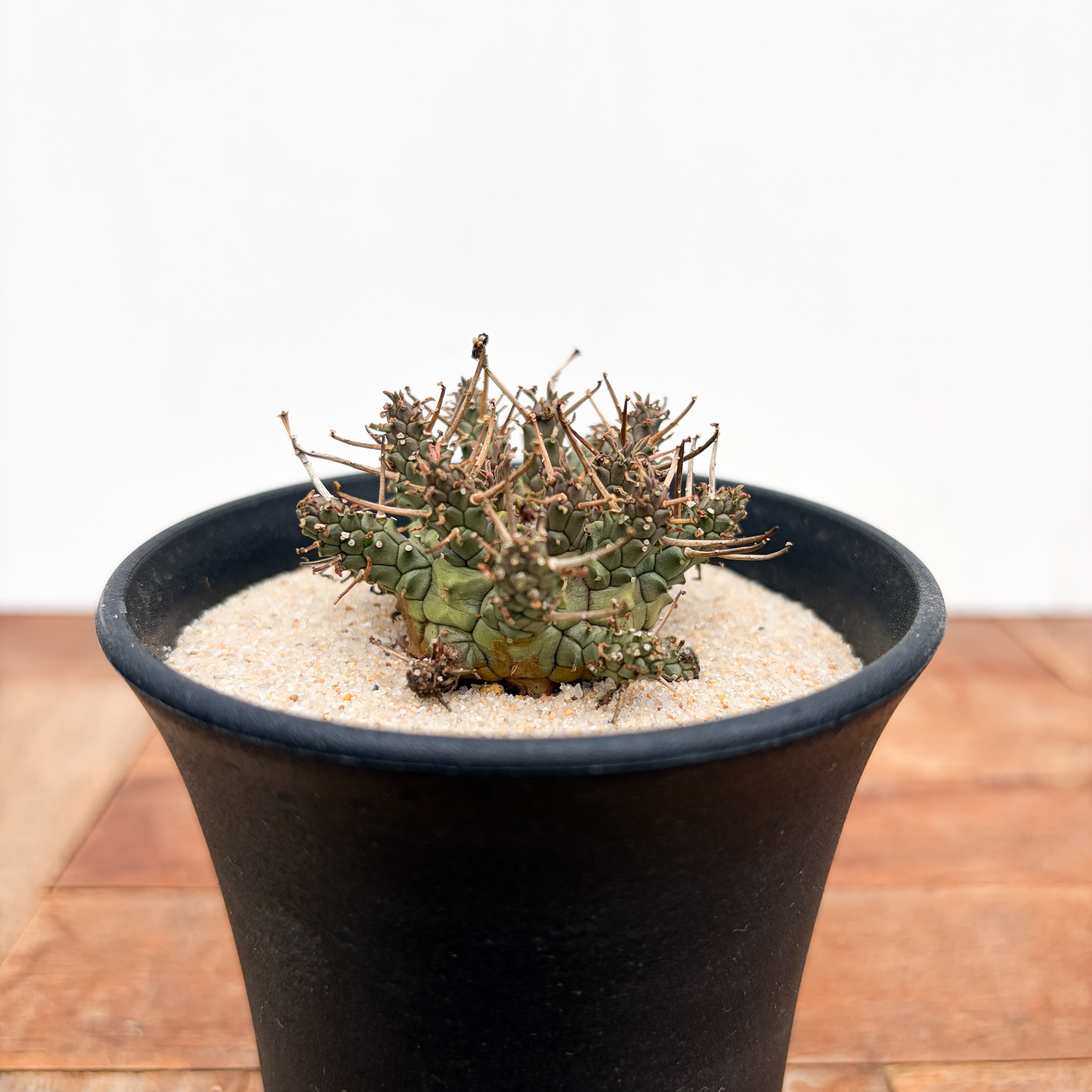 Euphorbia brevirama【ユーフォルビア・ブレビラマ】 | RIMO'S GREEN