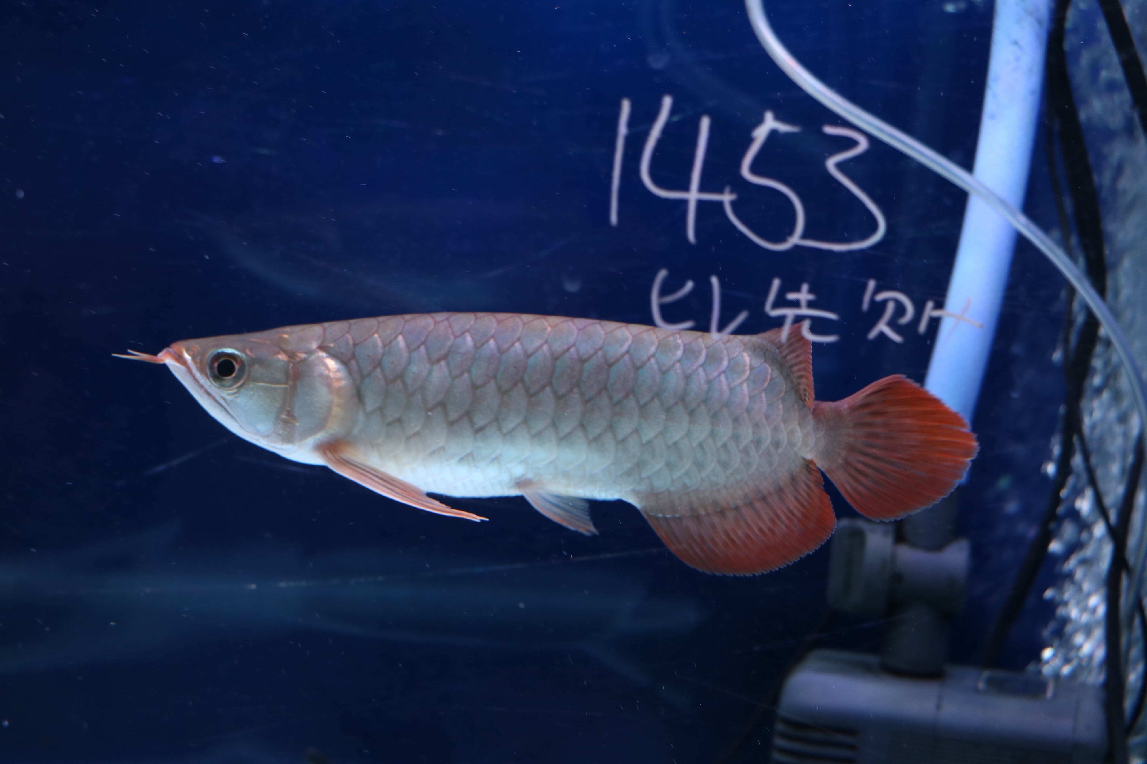 アロワナ(紅龍) | アロワナ等の大型魚・熱帯魚のオンライン販売店