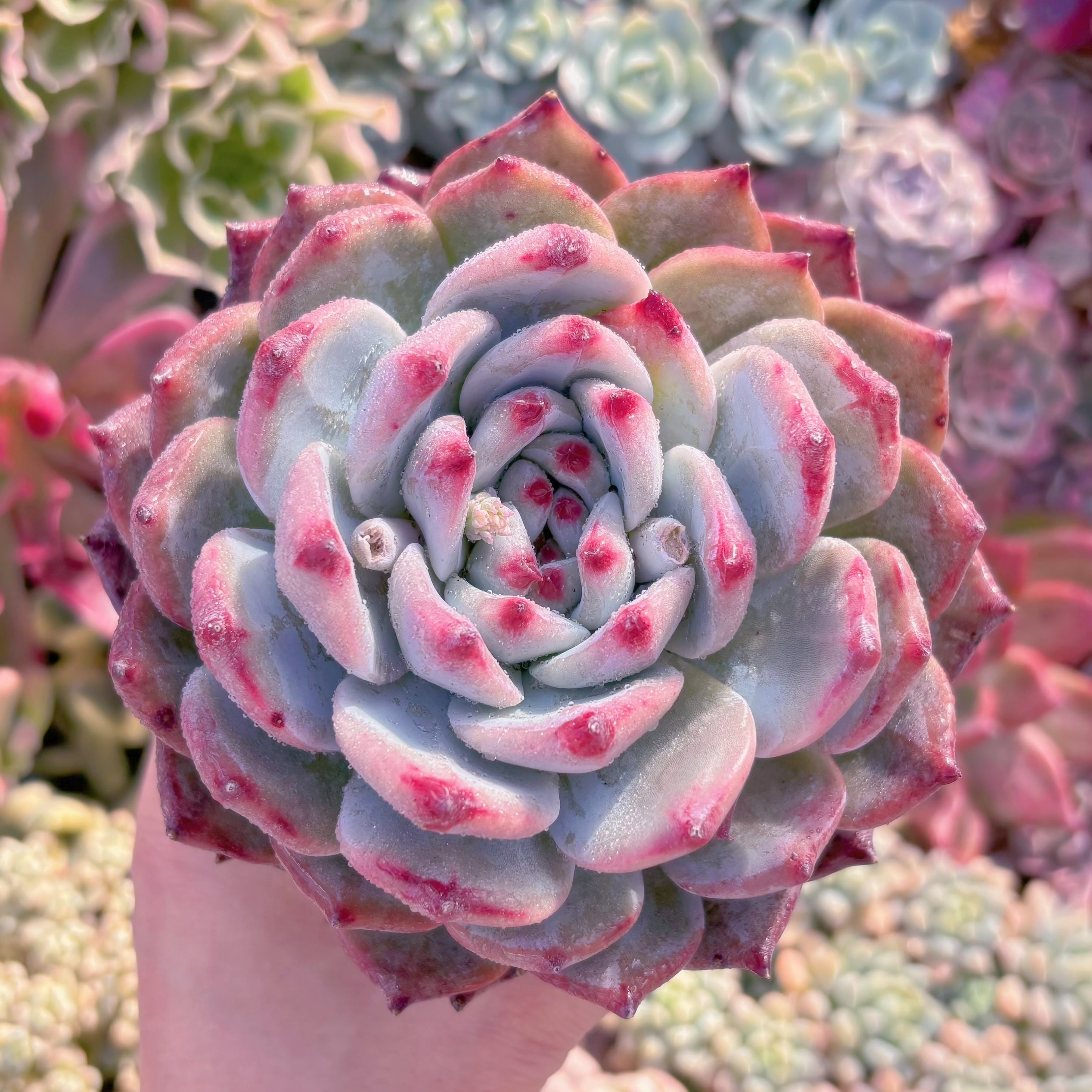 現品　ダイヤモンドコロラータ#757　大苗　るる農園