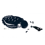 【ステッカー L 】コウイカ＆エギ