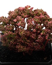 カット苗 アエオニウム 小人の祭り錦 木立 大群生 Aeonium sedifolium f.variegata