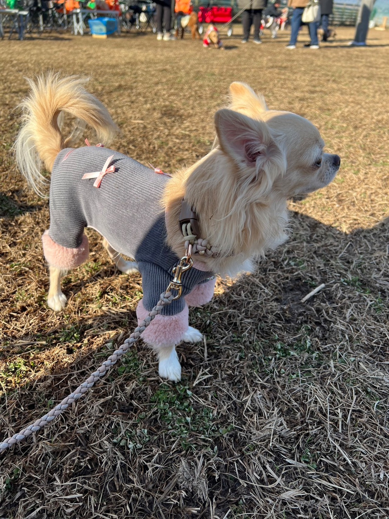 即納【pecoramou select】マリファオールインワン (チャコール)