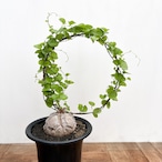 Dioscorea elephantipes【亀甲竜】