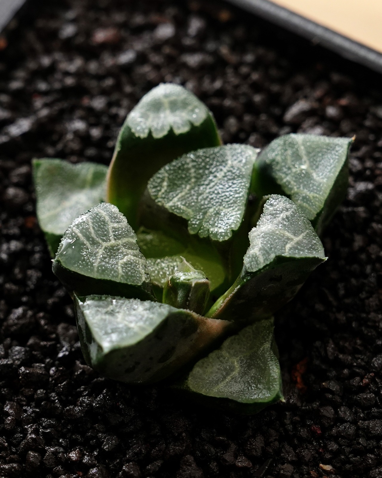 抜き苗 ハオルチア ベイエリー 長期養生苗 Haworthia bayeri