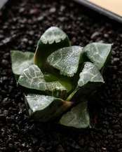 抜き苗 ハオルチア ベイエリー 長期養生苗 Haworthia bayeri