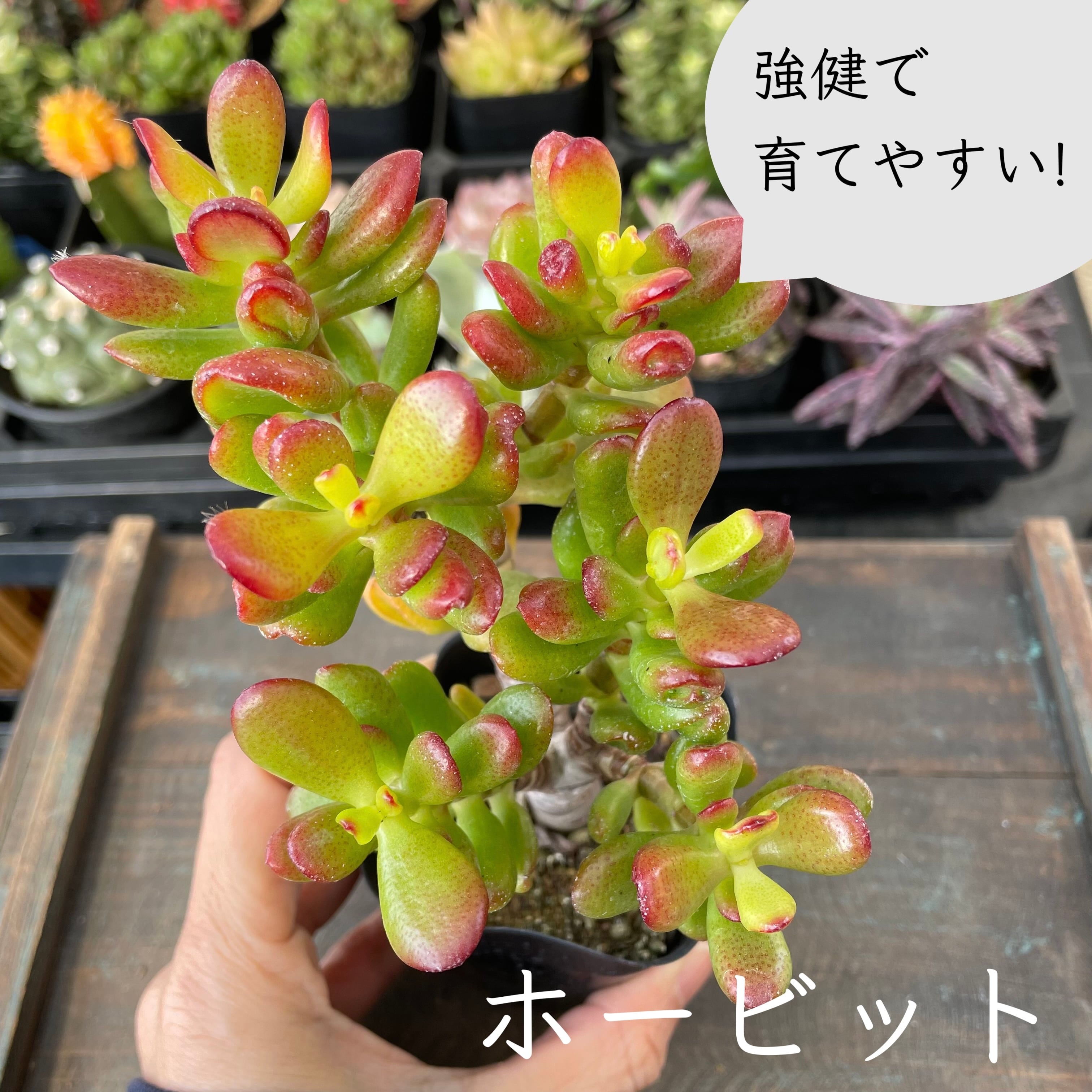 メキシカンスノーボール錦◎多肉植物 カット苗 韓国苗 エケベリア等 大人気 美苗【メキシカンスノーボール錦 3】エケベリア 韓国多肉 | E
