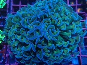 Ancora Premium Tricolor 1