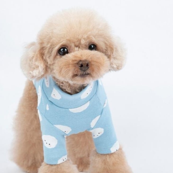 XS〜M】即納☆可愛いビションフリーゼわんこトップス♡ 犬用 春服夏服