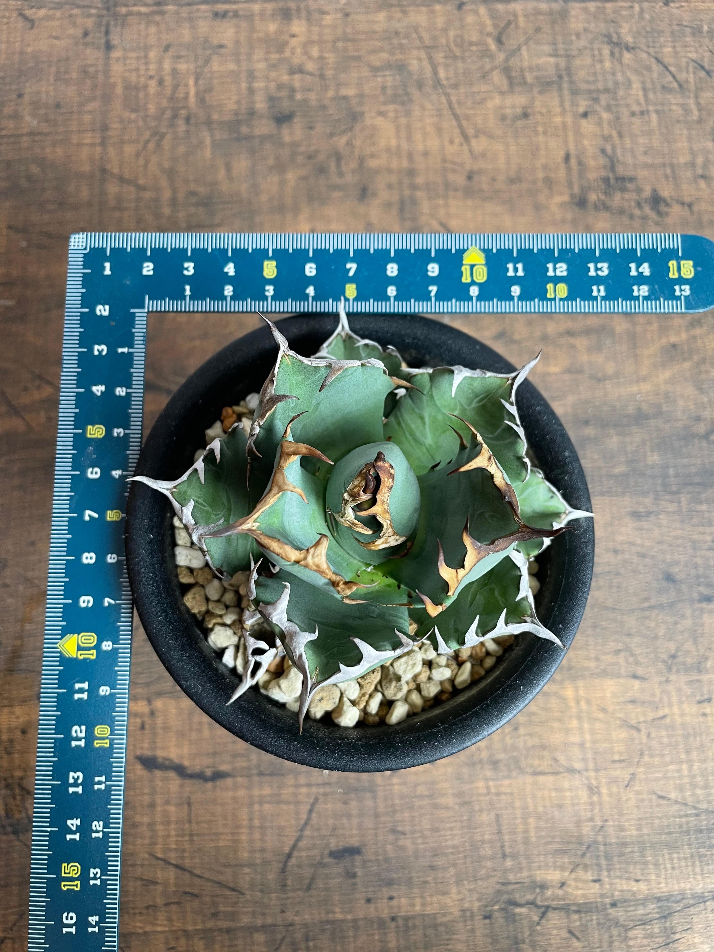 選抜良型！Agave titanota compacta “姫厳龍” / 台湾輸入株 / 3.5号 アガベ チタノタ/ ※発根済 | THE  SPIKY PLANTS / アガベ専門店 スパイキープランツ