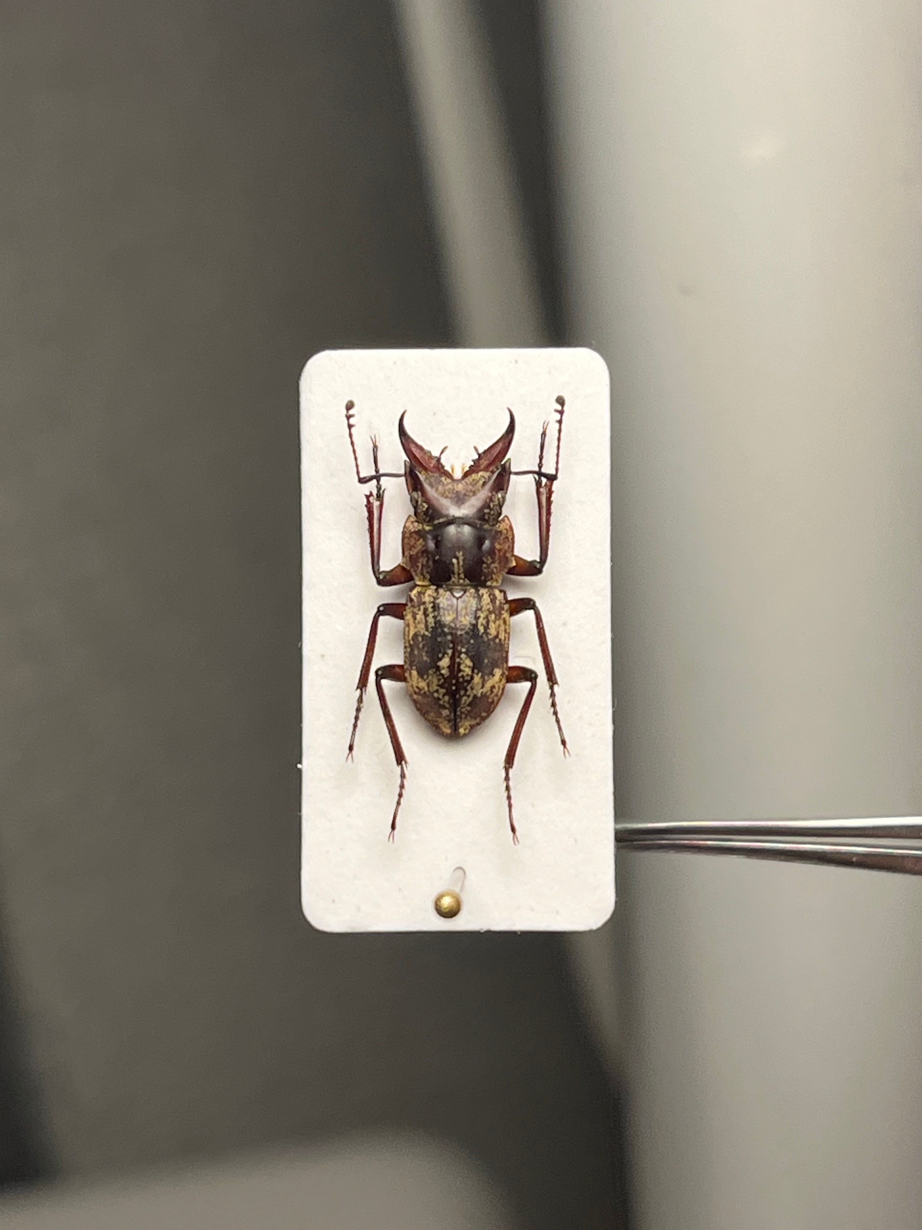 12mm】エンマクワガタの一種 標本Auxicerus インカクワガタ チュウ