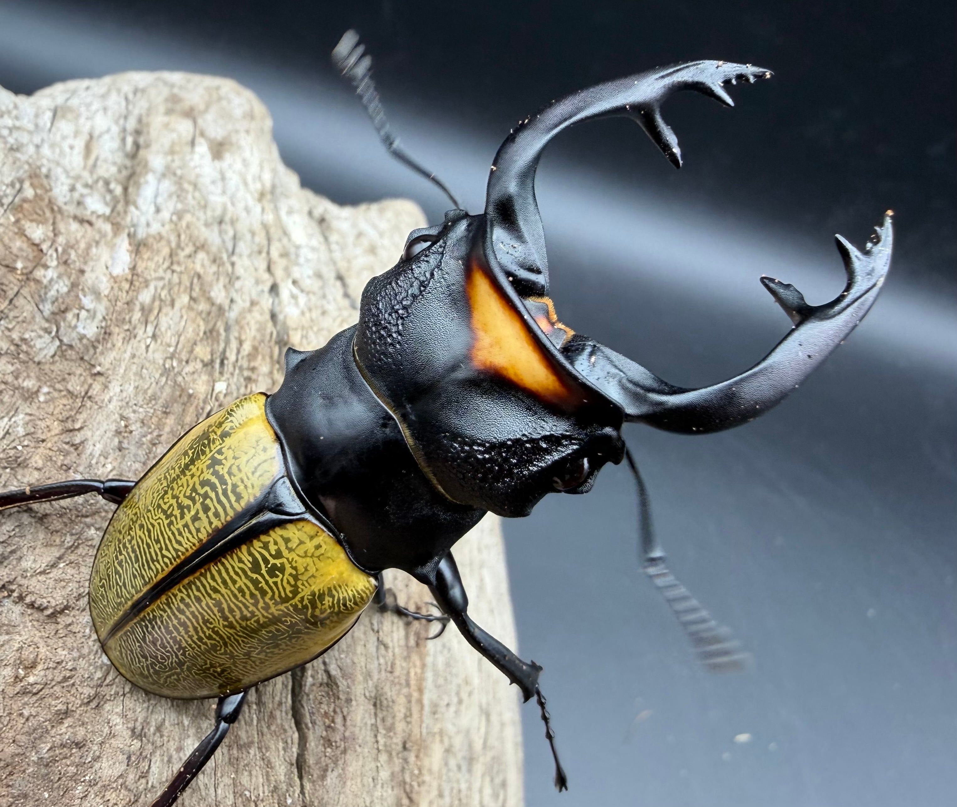 WD】《スペクタビリスツヤクワガタ 76mm ペア》 | KPW公式オンライン