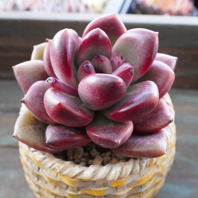 美苗【Antete 1】エケベリア　韓国多肉　おすすめ