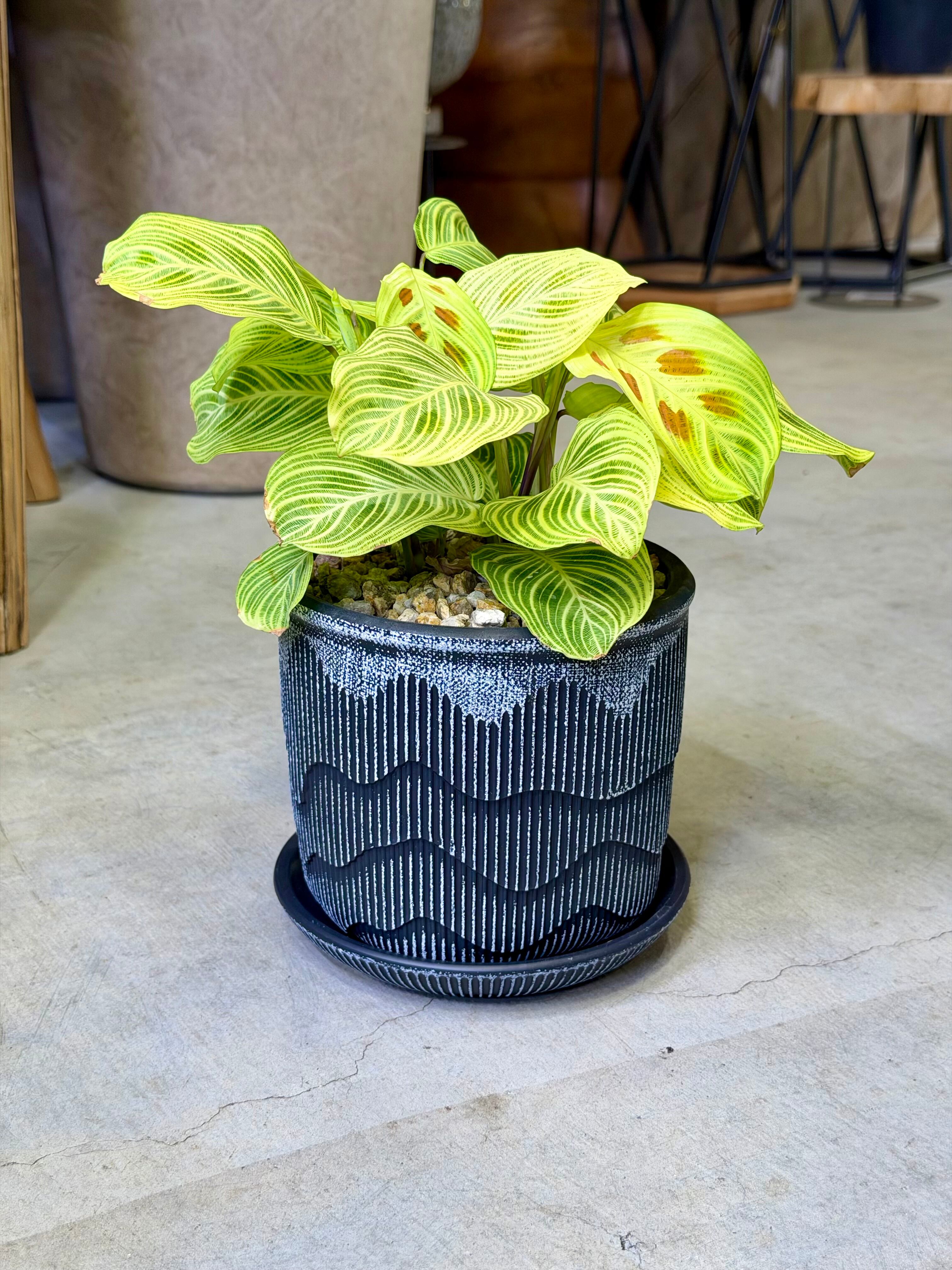 アロカシア・アズラニー | barrelplants_BONSAI