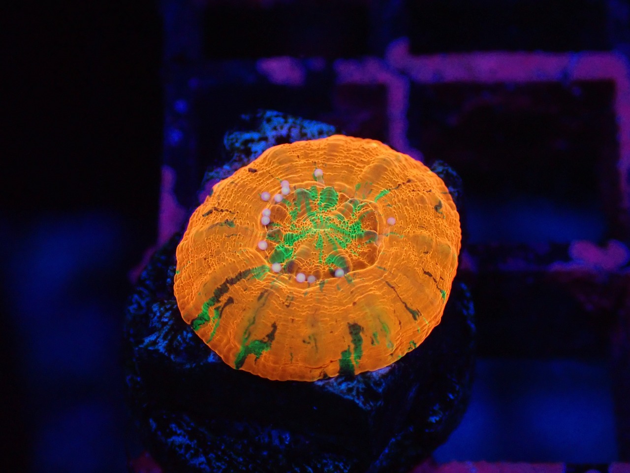 Scolymia Baby "Unique"