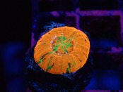 Scolymia Baby "Unique"