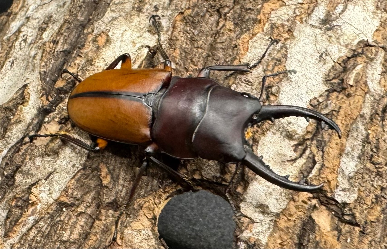 【WD】《ブルイジンノコギリクワガタ 40mm ペア》