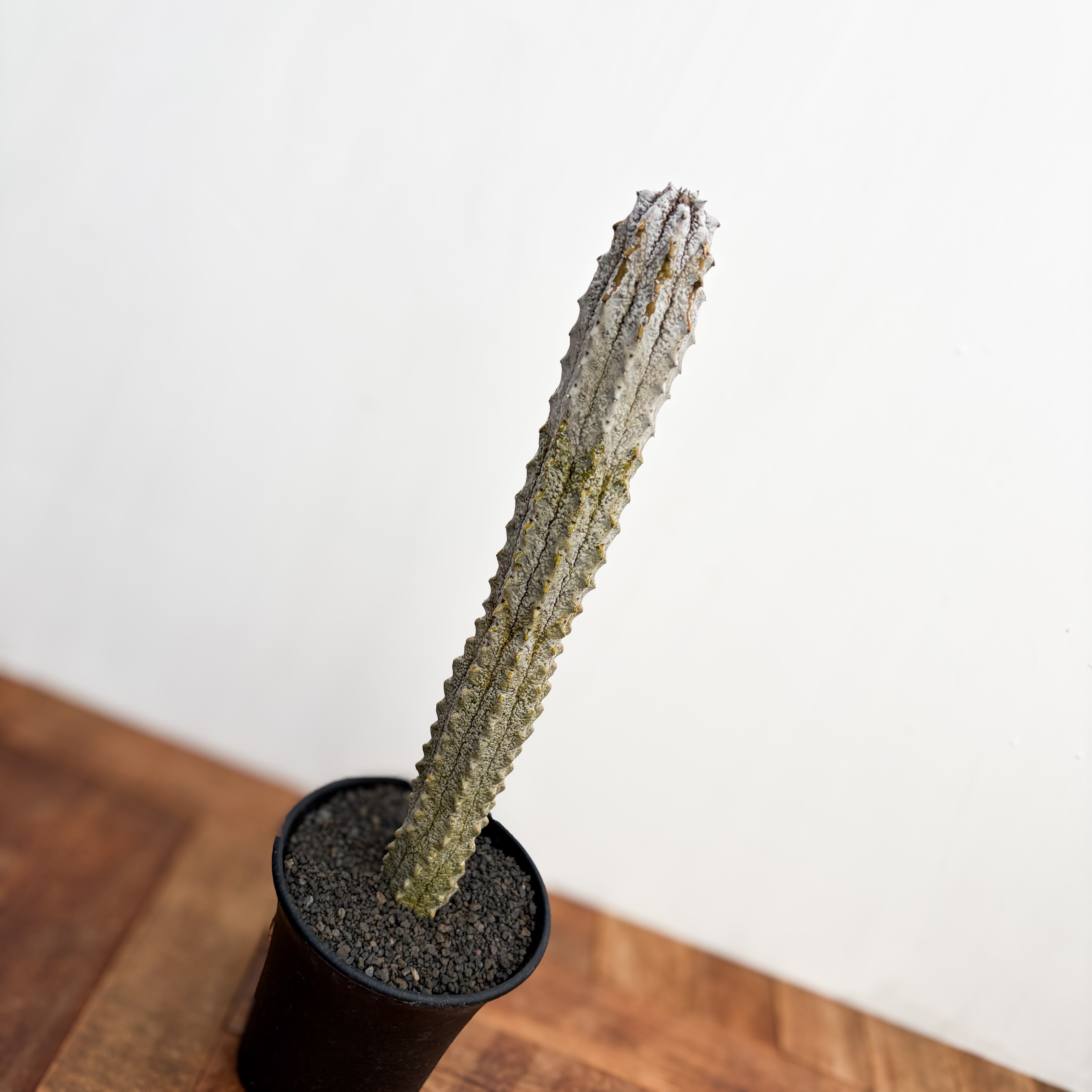 Euphorbia abdelkuri【ユーフォルビア・アブデルクリ】 | RIMO'S GREEN