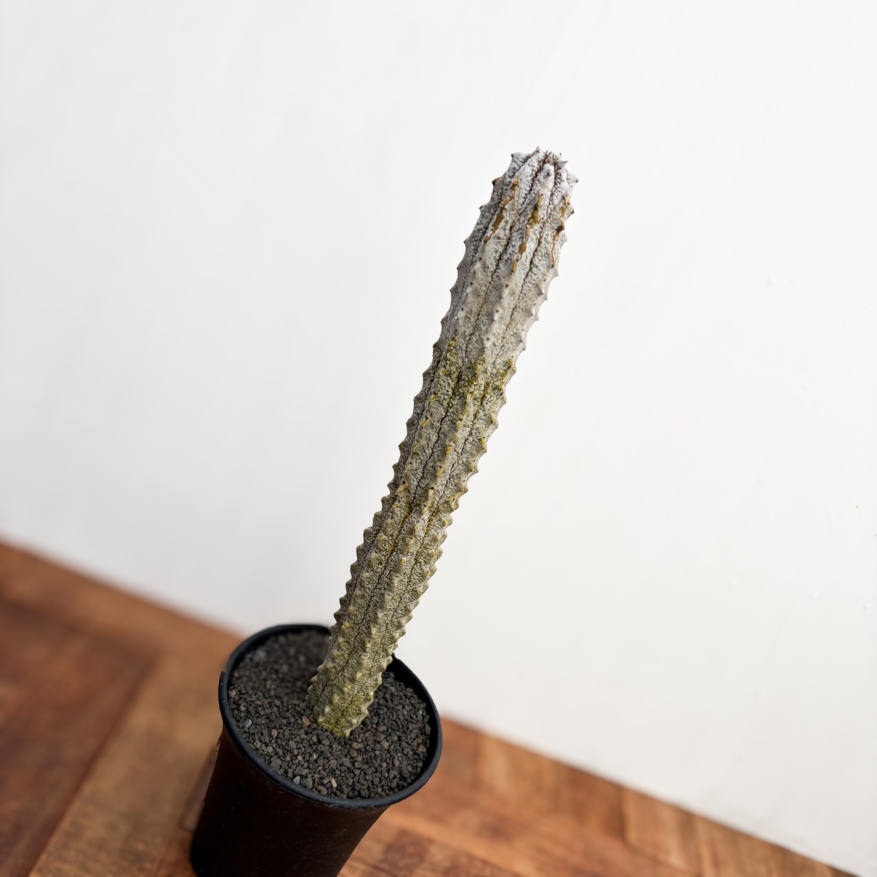 Euphorbia abdelkuri【ユーフォルビア・アブデルクリ】