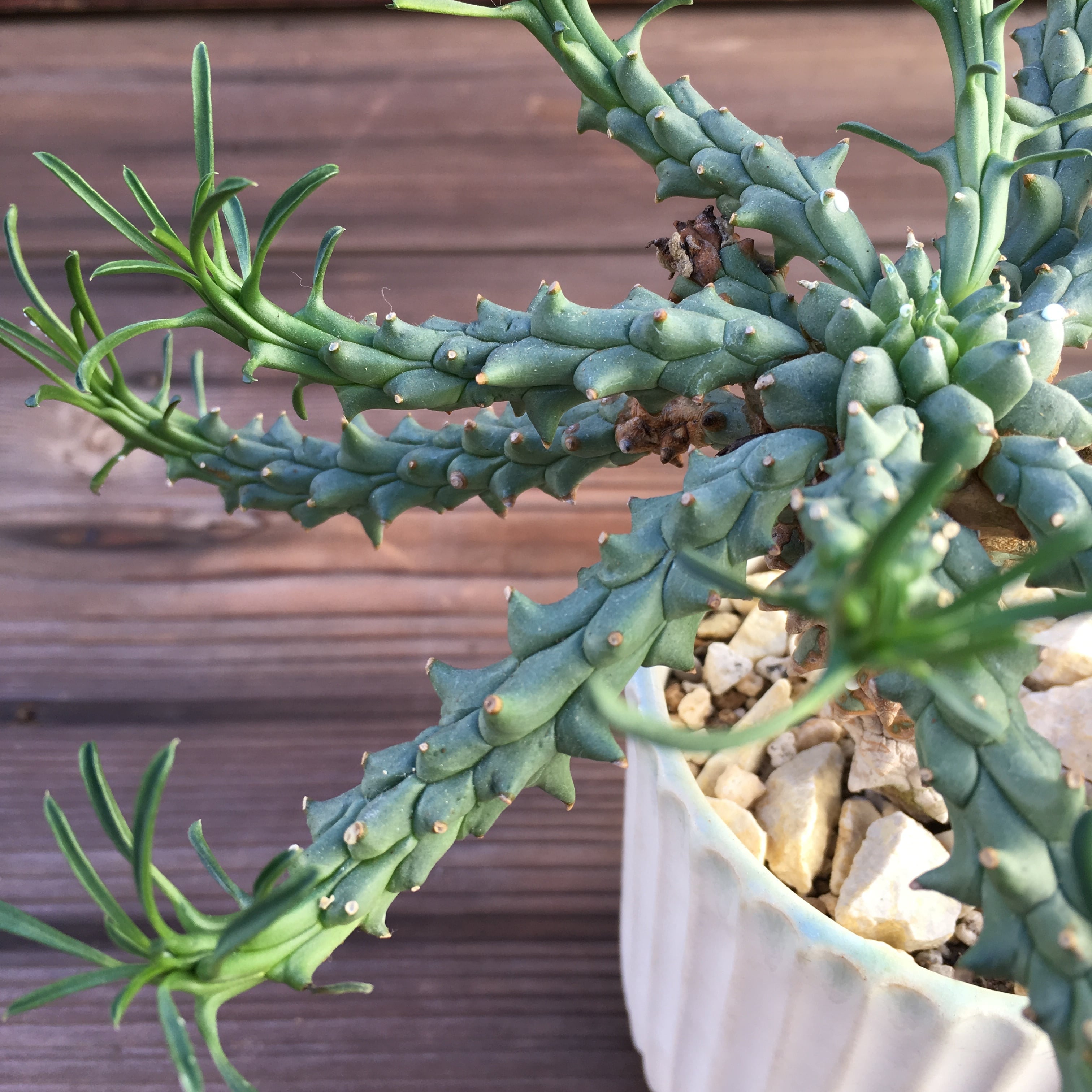 ユーフォルビア　ツベルクラータ　古株 ユーフォルビアツベルクラータ古株