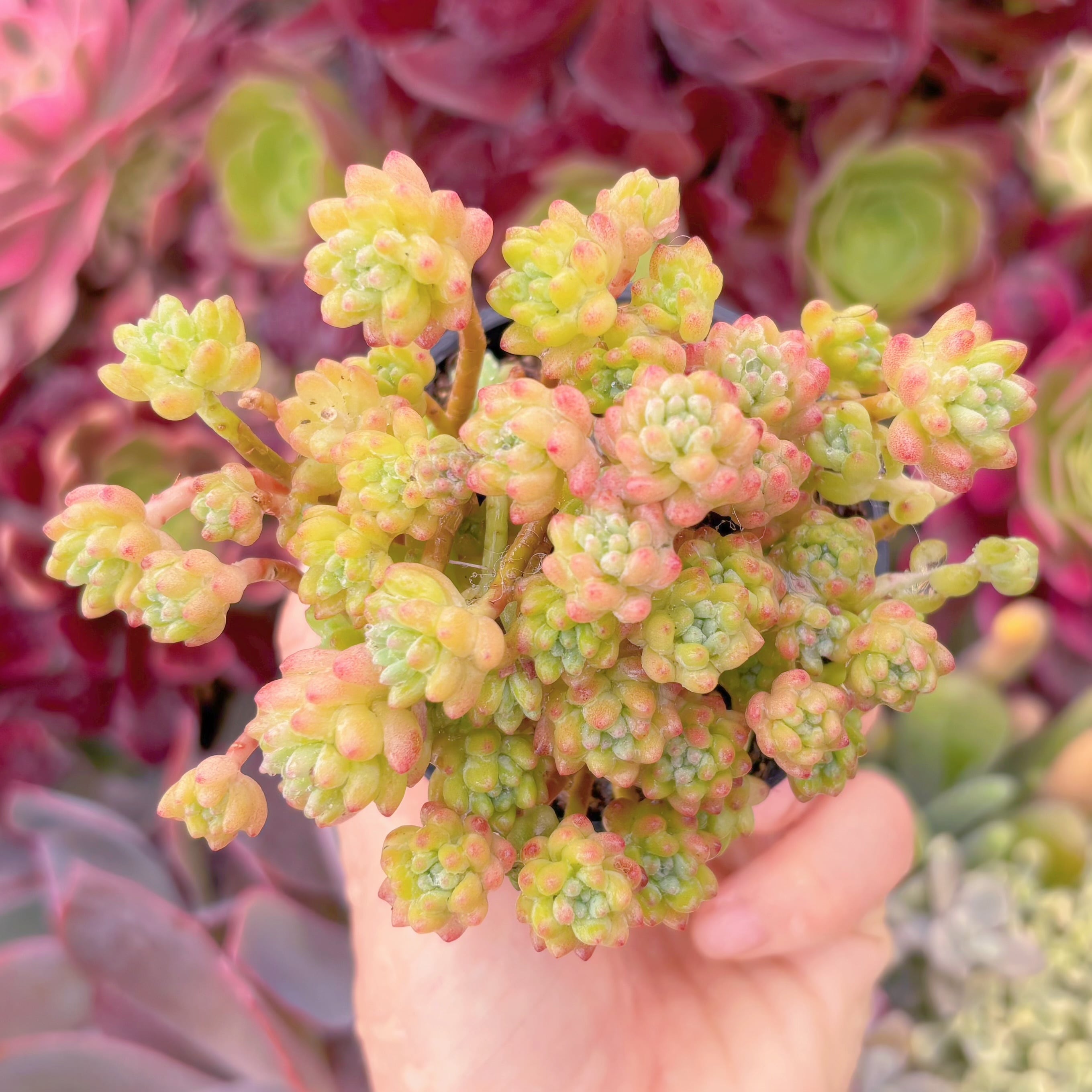 現品　Flower Group Variegata#524　るる農園