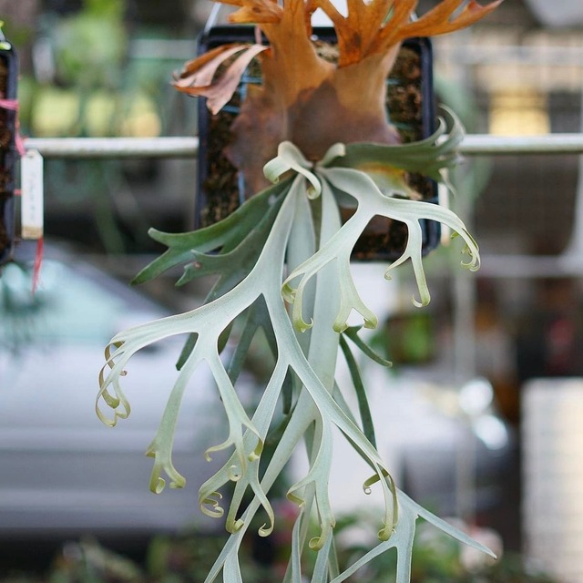 P. Willinckii cv. Yeti (pup)   【artPLANTs】ビカクシダ/Platycerium