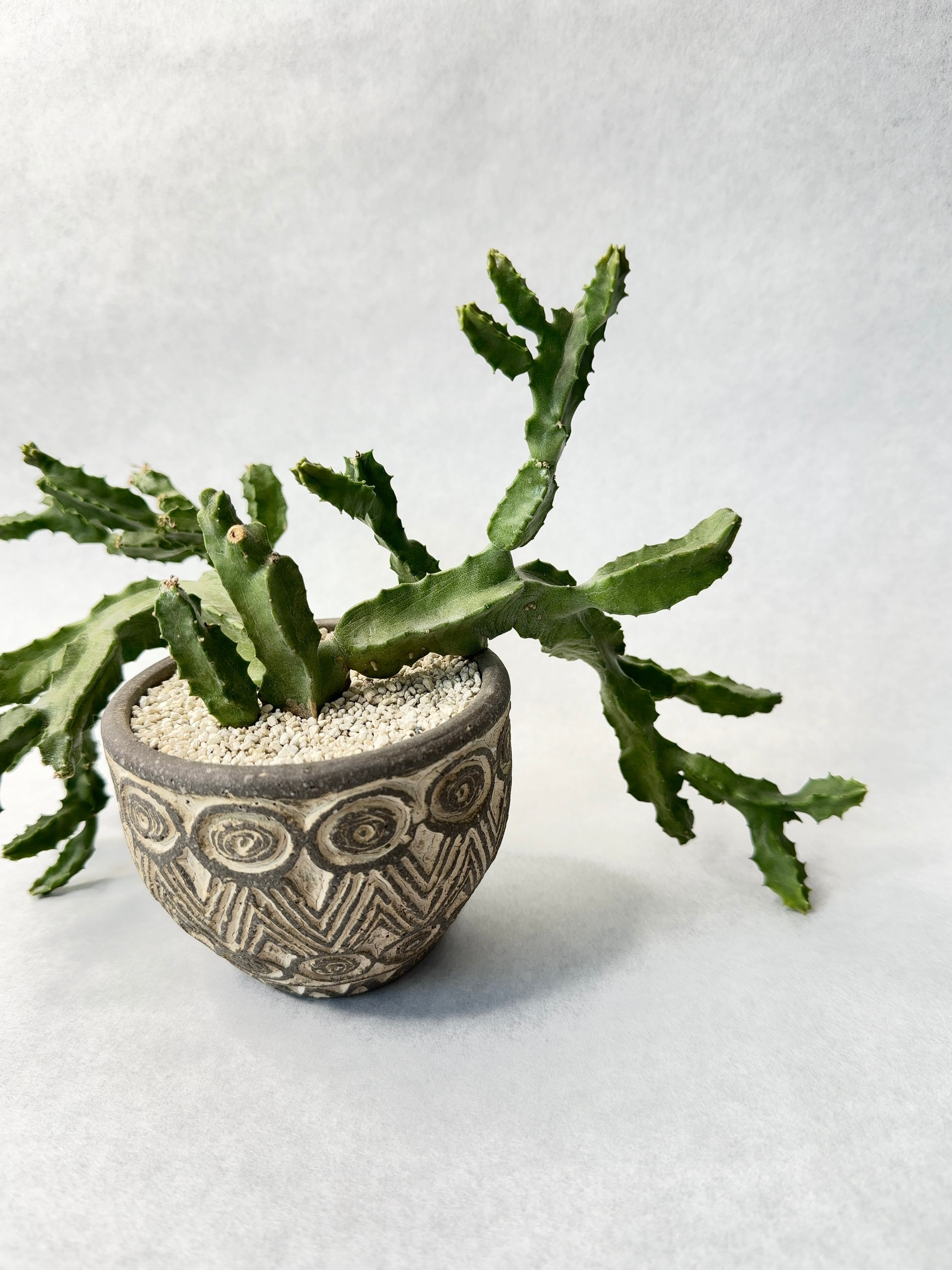 荻野善史 | trigger