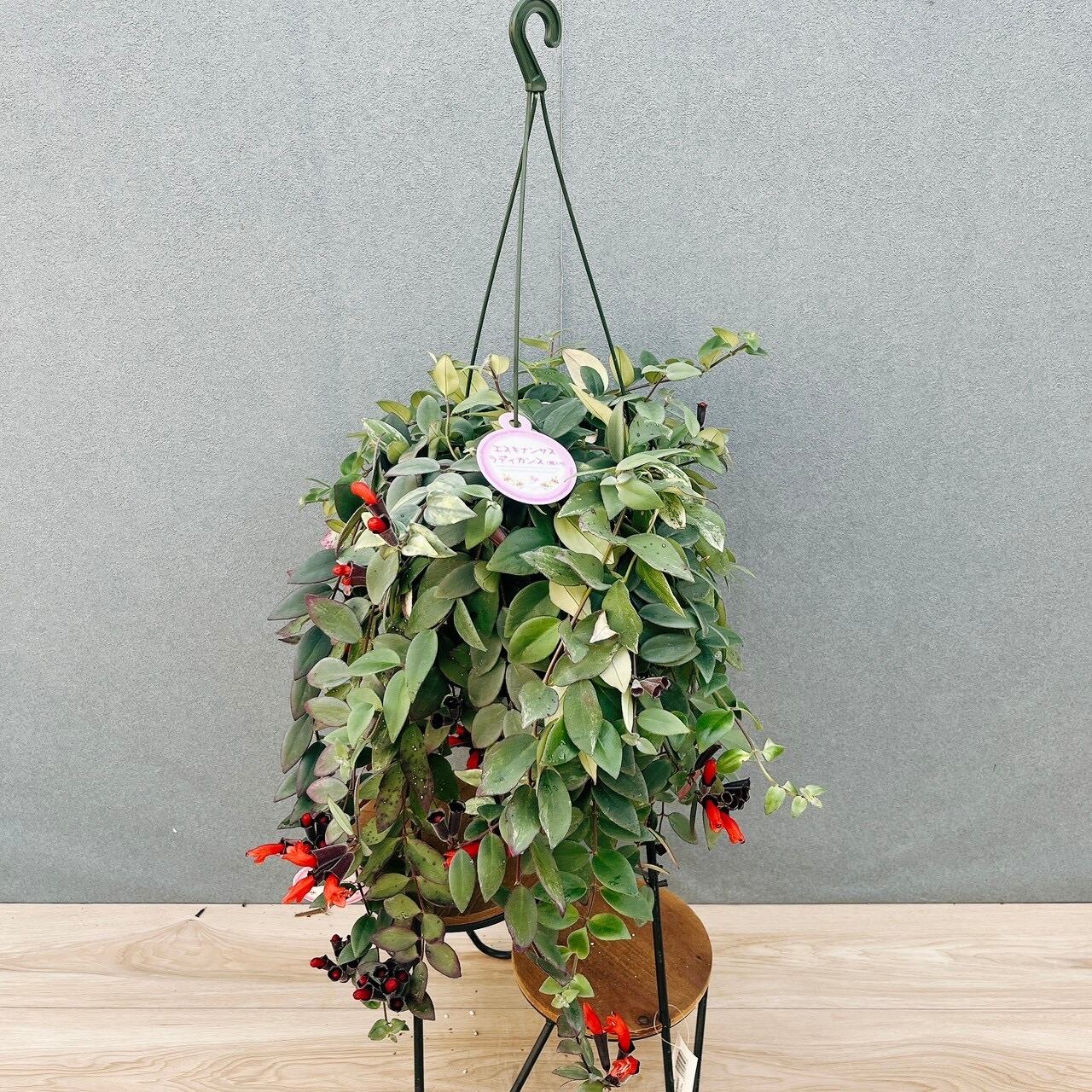 現品］33番 フィカス ベンガレンシス 曲がり 8号 観葉植物 室内 大型