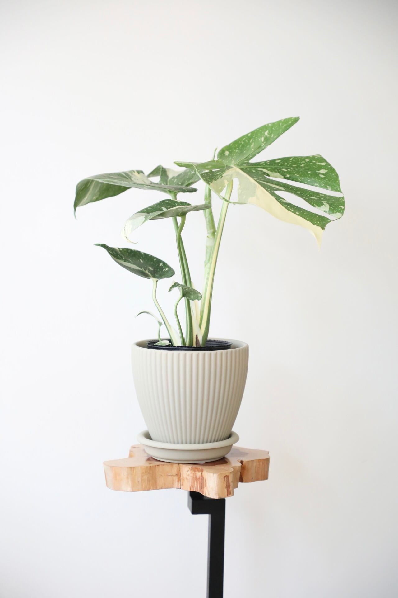 モンステラデリシオサ・タイコンステレーション陶器鉢付き 観葉植物
