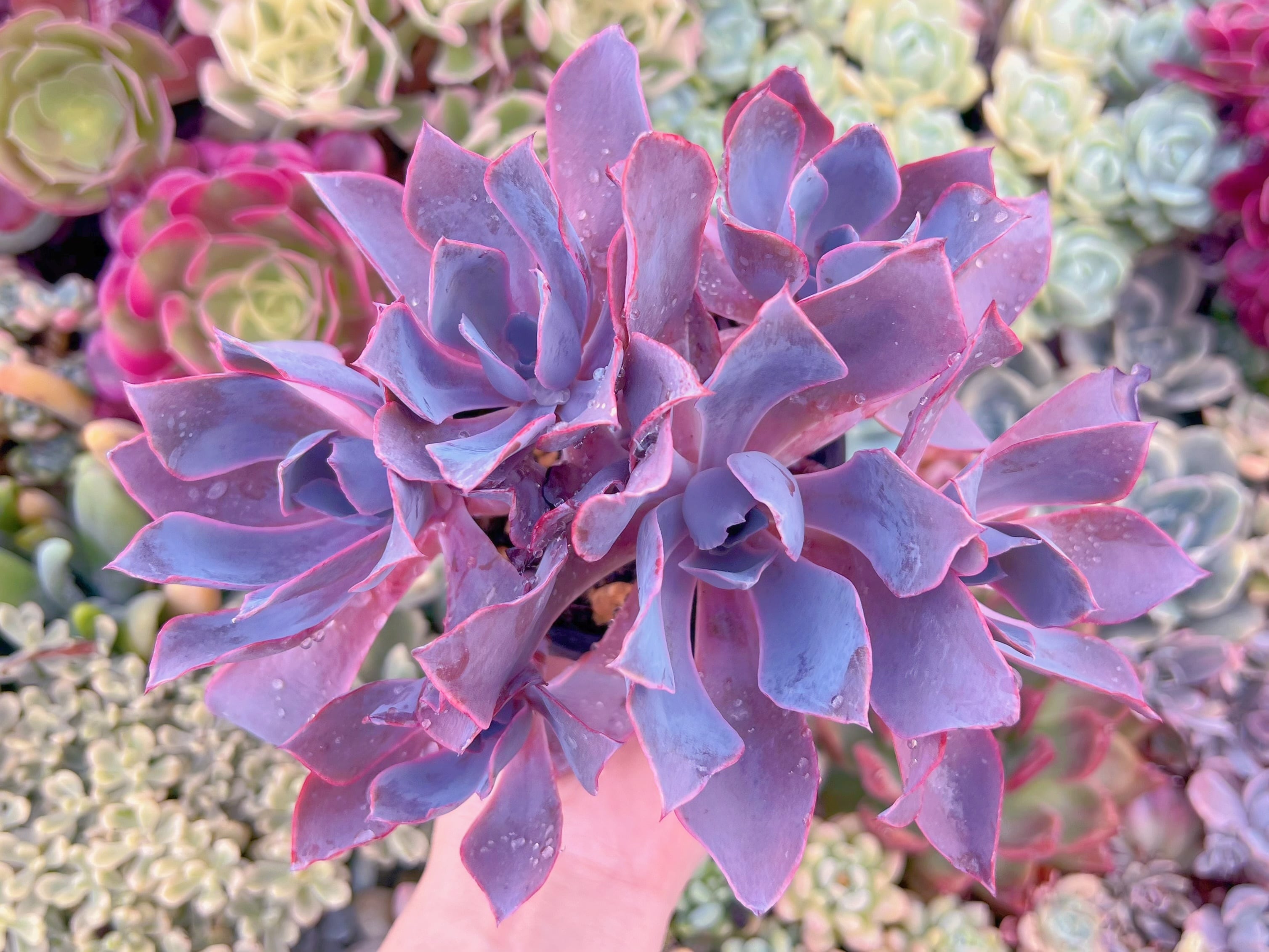 現品　アフターグロー#A83　大群生　るる農園