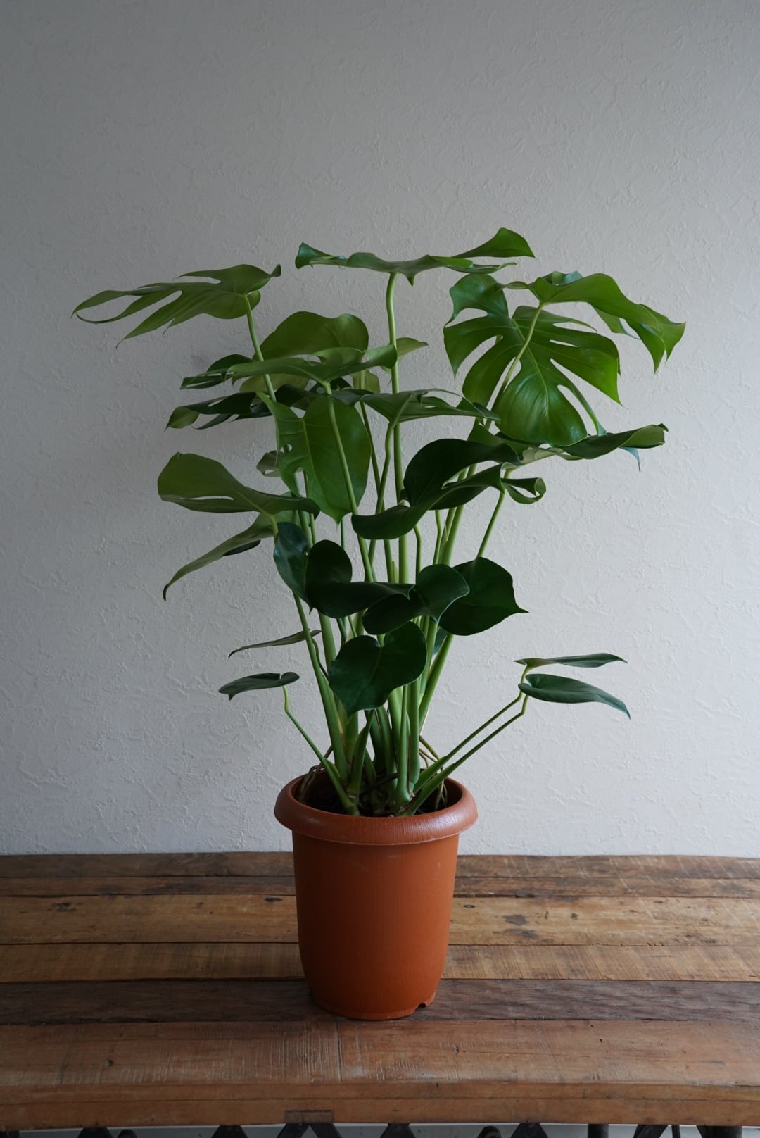 モンステラ デリシオーサ | 沼ノ上農園