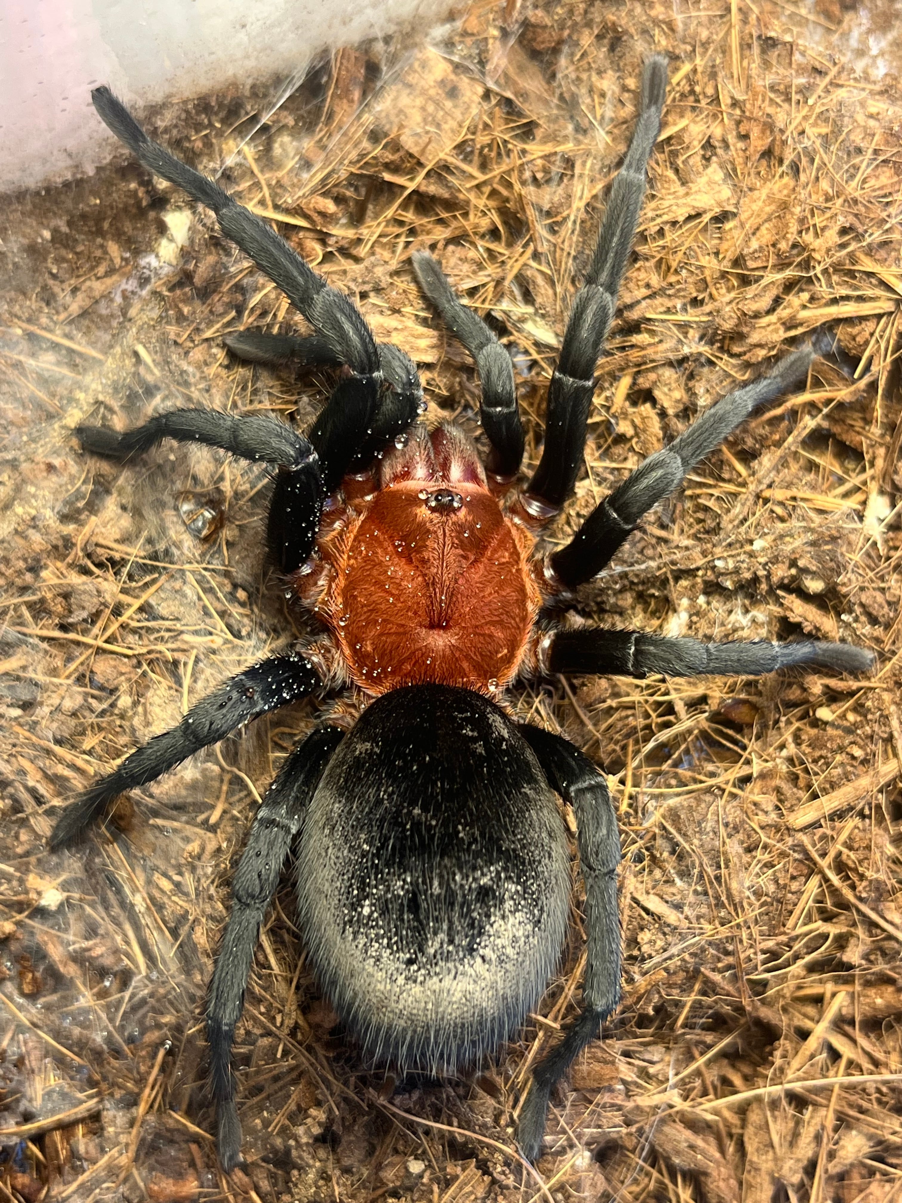 16mm】メタリックブルーゾウムシ ペルー産 昆虫標本Polyteles タマムシ