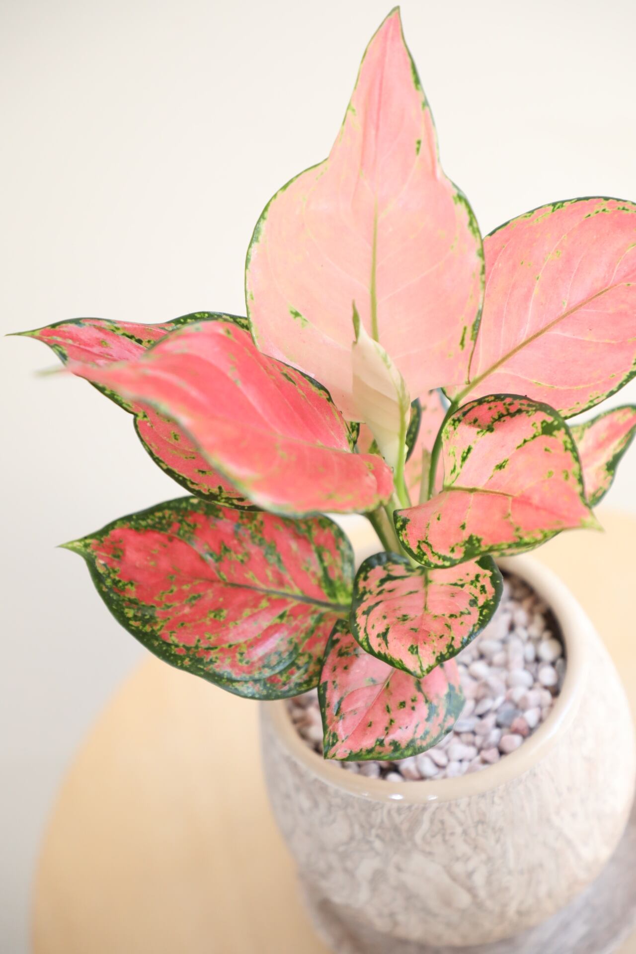hyoso様　９月１日まで専用　アグラオネマ　アンダマン　レッドキャットB M】アグラオネマ オースピシャスレッド/Aglaonema | 【厳選植物・器