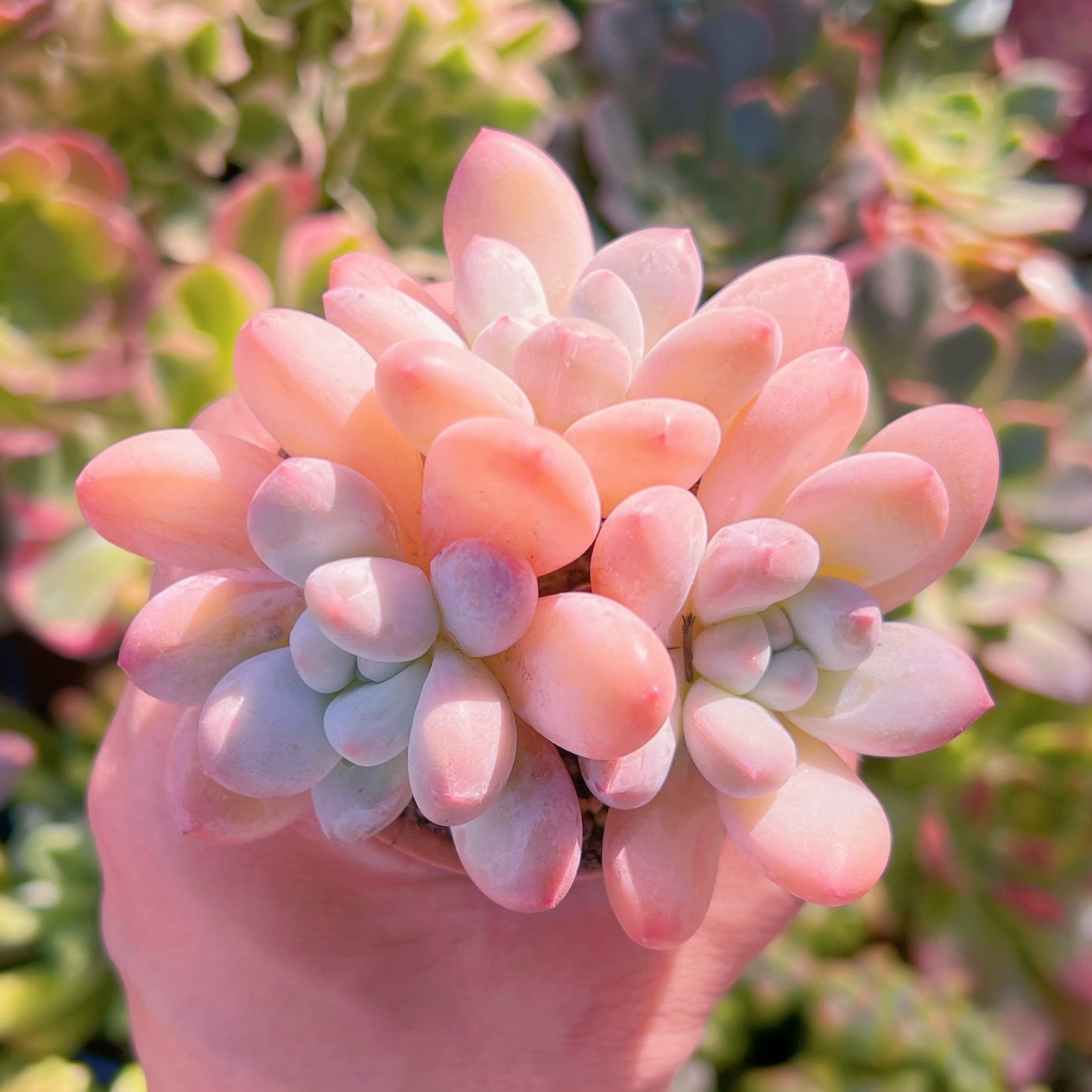 多肉植物　ベビースイート　2～3頭　新入荷　るる農園