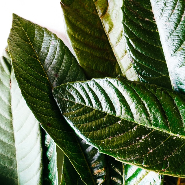 ビワの葉エキス 200cc