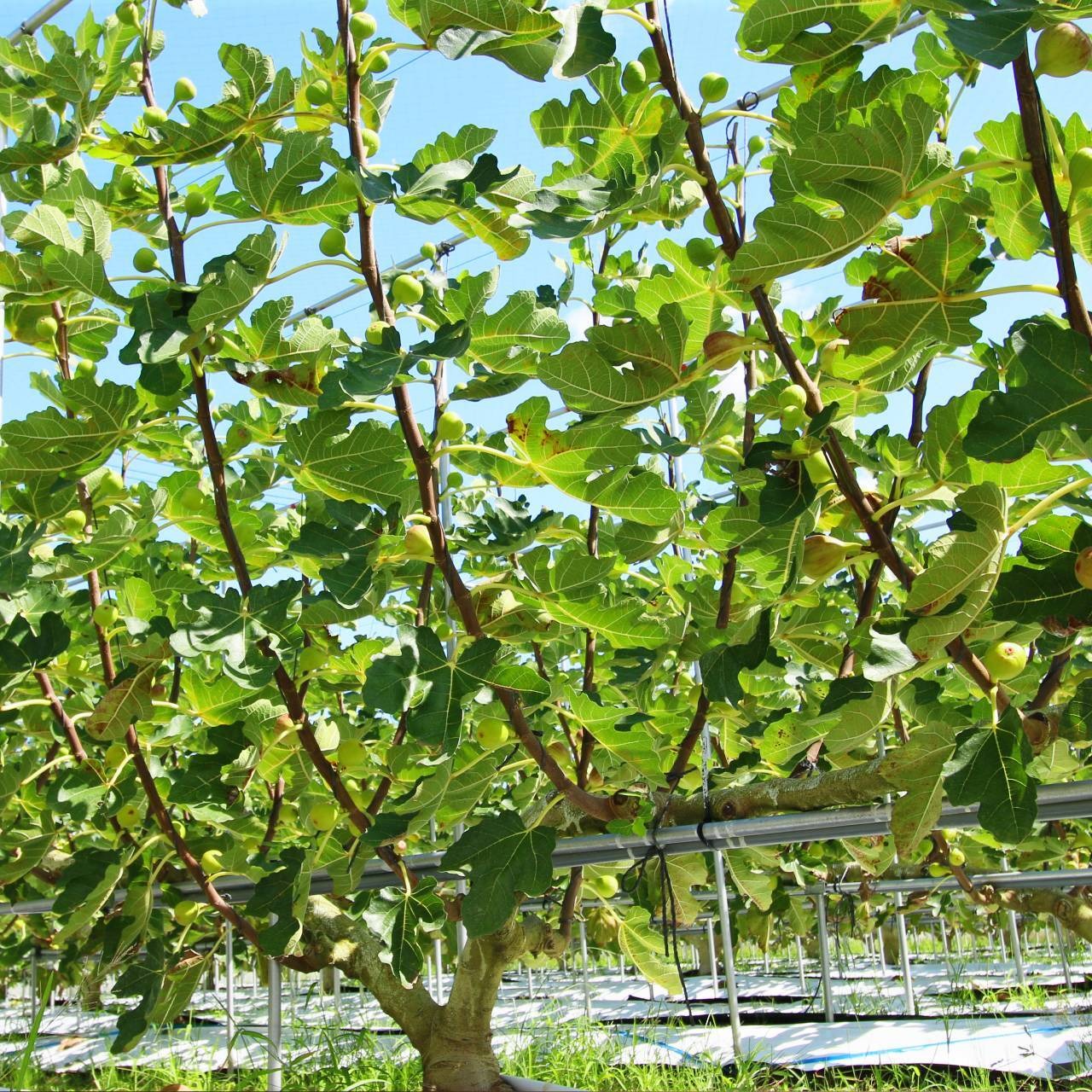 予約注文限定10%オフ!【R8年度】農家直送 加工用雪国いちじく 4個入り×4パック ご自宅用に◎